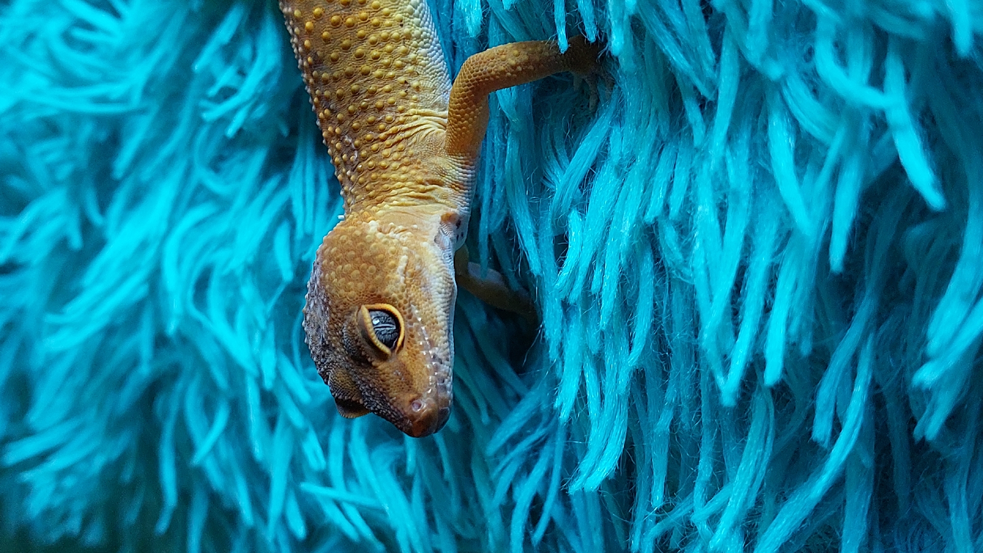 A leopard gecko is positioned on a bright teal, fuzzy surface. The gecko's head is turned to the left, and its eye is clearly visible with a slit pupil. Its body is a mix of orange and yellow with small, dark speckles. The gecko's legs are visible, with its front right leg extended slightly forward. The teal surface appears to be a plush fabric, with long, soft fibers creating a textured background. The lighting highlights the gecko's scales and the texture of the fabric. There is no discernible location in the city of Зелёный, Russia.