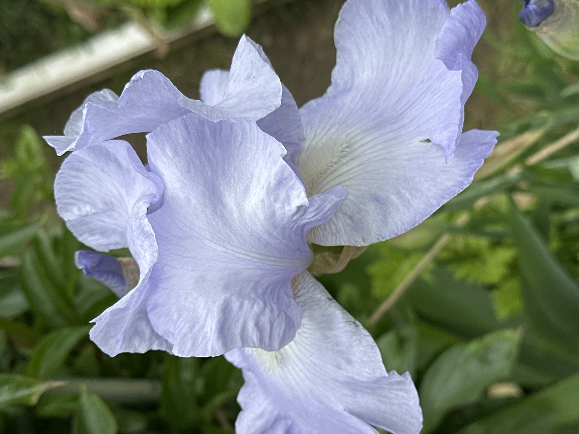 This close-up photograph captures a delicate, lavender-colored Iris flower in an outdoor setting in Minsk, Belarus. The flower, likely a bearded iris given its structure, dominates the frame with its soft, undulating petals. The petals exhibit a gentle light purple or periwinkle hue, transitioning to lighter, almost white, tones towards their centers, revealing subtle veining and a slightly crinkled texture, particularly along the edges.
In the softly blurred background, vibrant green foliage is visible, suggesting a garden or natural environment. A faint, light-colored, linear object, possibly a garden structure or a thin branch, runs diagonally across the upper left of the background. The lighting appears soft and diffused, indicating an overcast day or the gentle light of early morning or late afternoon, as there are no harsh shadows. The shallow depth of field ensures the flower remains the focal point, emphasizing its intricate details. No specific activity is depicted, and no text is visible.
