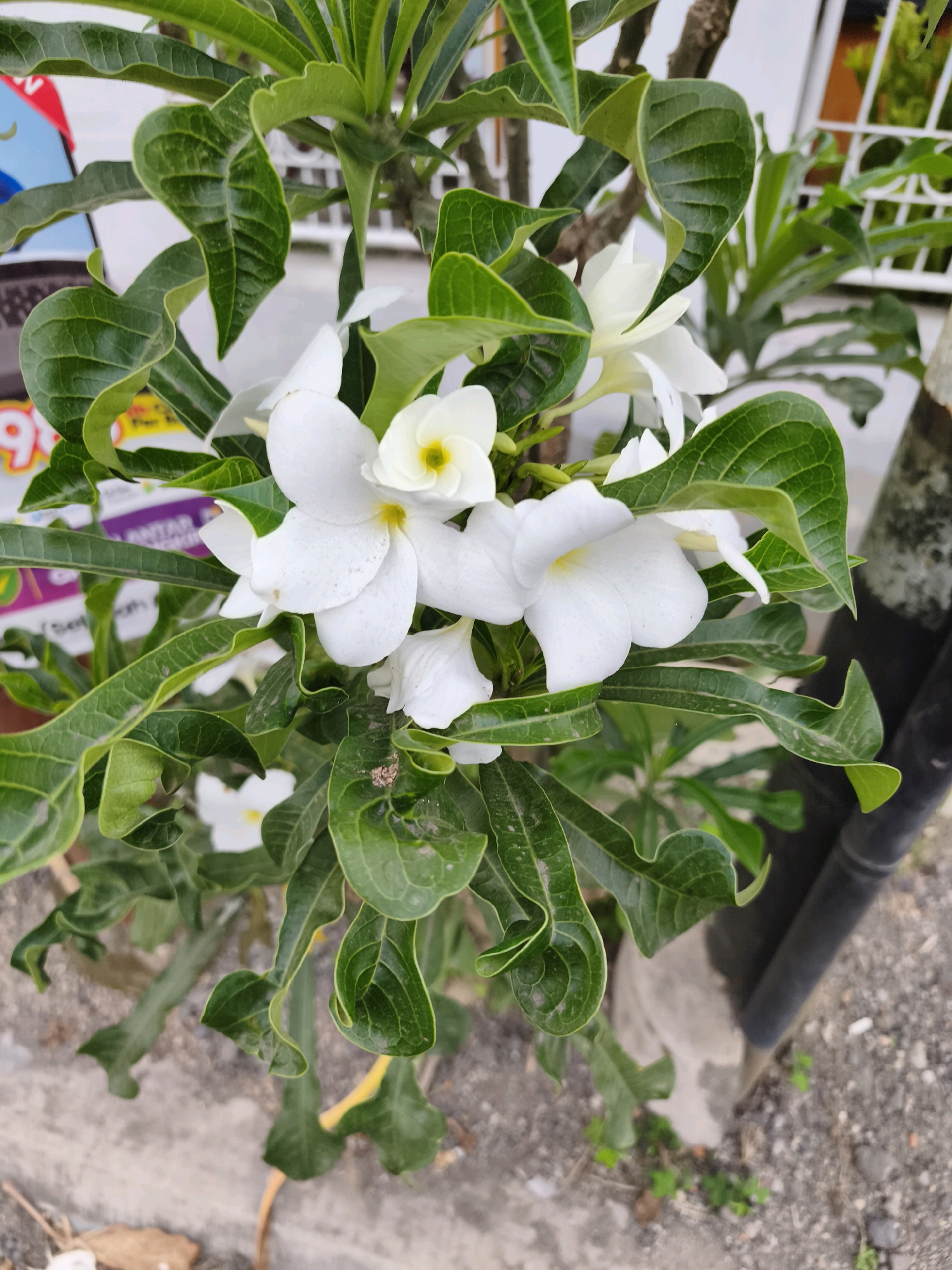A close-up, outdoor, eye-level shot shows a cluster of white Plumeria flowers with yellow centers, in bloom. The flowers are surrounded by abundant, dark green, glossy leaves. The leaves are waxy and have a distinctly wavy or curled texture. The stems are woody and brown. In the background, partially visible, is a sign with red and yellow lettering, an out-of-focus white fence, and a dark, cylindrical object, possibly a pole or post. The ground appears to be made of gravel and some concrete. The lighting suggests it is daytime, with soft natural light. The image was taken in the city of Kaligondo, Indonesia.