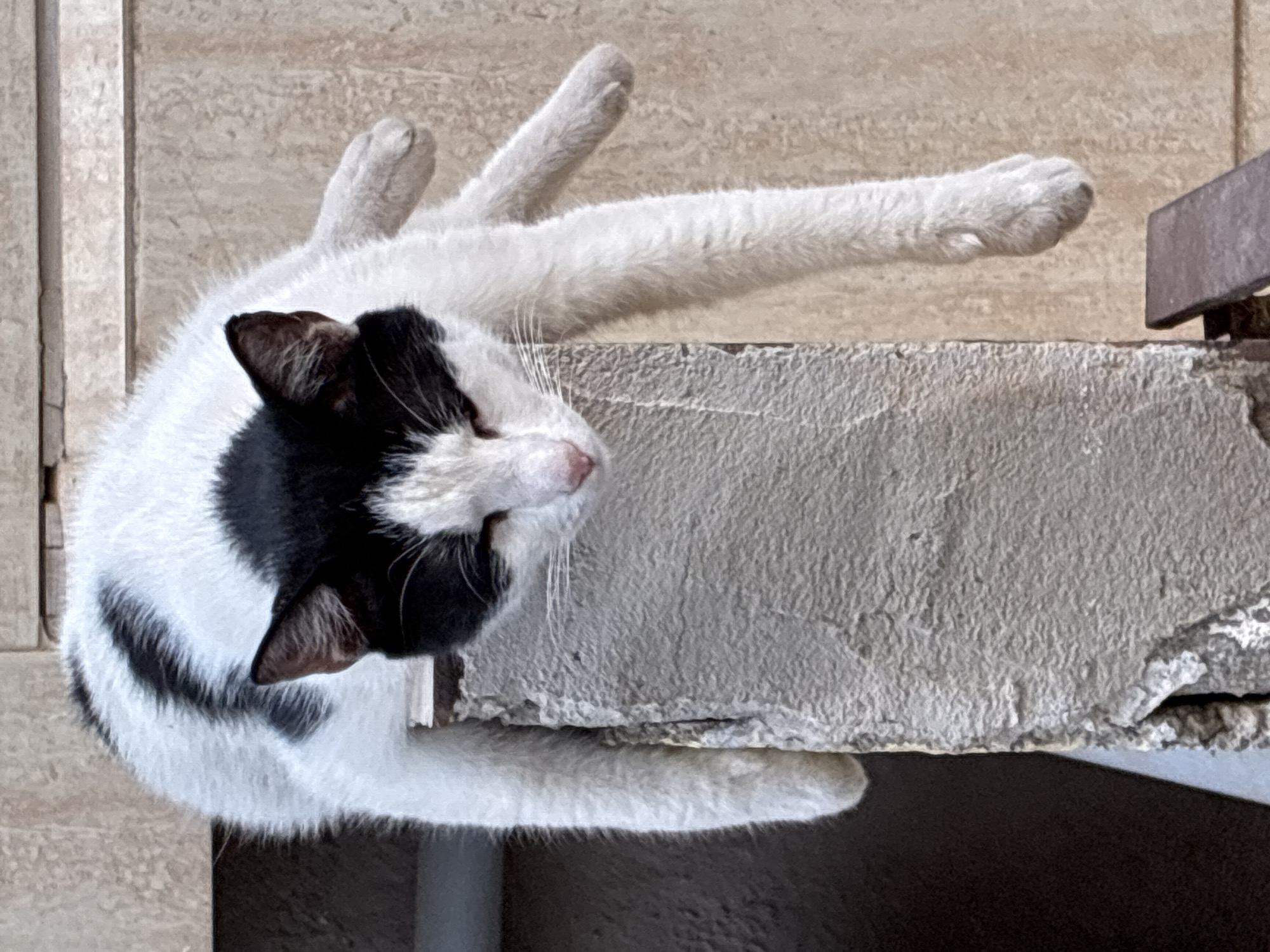 A black and white cat is lounging on top of a concrete pillar in Alanya, Turkey. The cat is positioned such that its hindquarters and back are on the flat top surface of the pillar, while its front legs and head hang down the side. The cat's eyes are partially closed, and its expression appears relaxed or sleepy. The pillar is rough and textured, with some visible wear and tear. Behind the cat and pillar, a textured wall is visible, likely part of an outdoor setting in Alanya. The lighting suggests it is daytime.