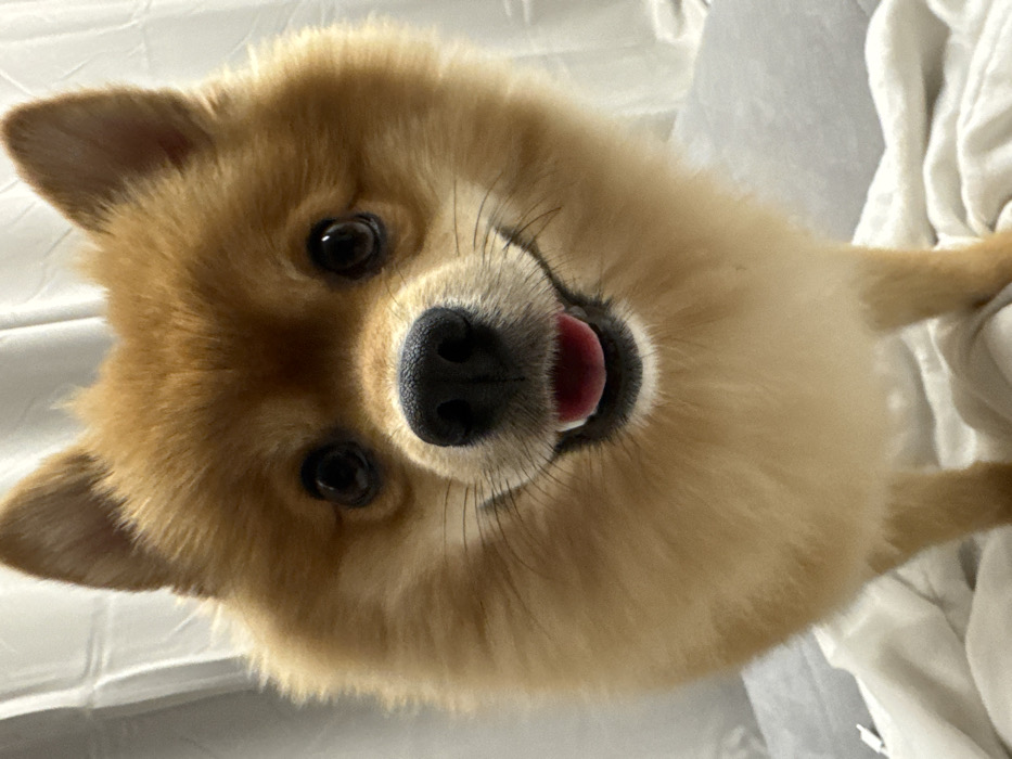 A light brown Pomeranian dog is depicted in a close-up, head-on view, appearing to stand indoors. The dog features dark, round eyes, a black nose, and an open mouth revealing a pink tongue and a dental arch, creating an impression of a smile. Its fur is dense and appears well-groomed. The background consists of a vertically textured white or light-colored curtain on the left and upper right, and a light-colored, possibly grey or off-white, soft surface or bedding is visible in the lower foreground beneath the dog. There are no identifiable landmarks or features within the image to determine a specific geographical location, thus it cannot be confirmed as the city of Sofia, Bulgaria.