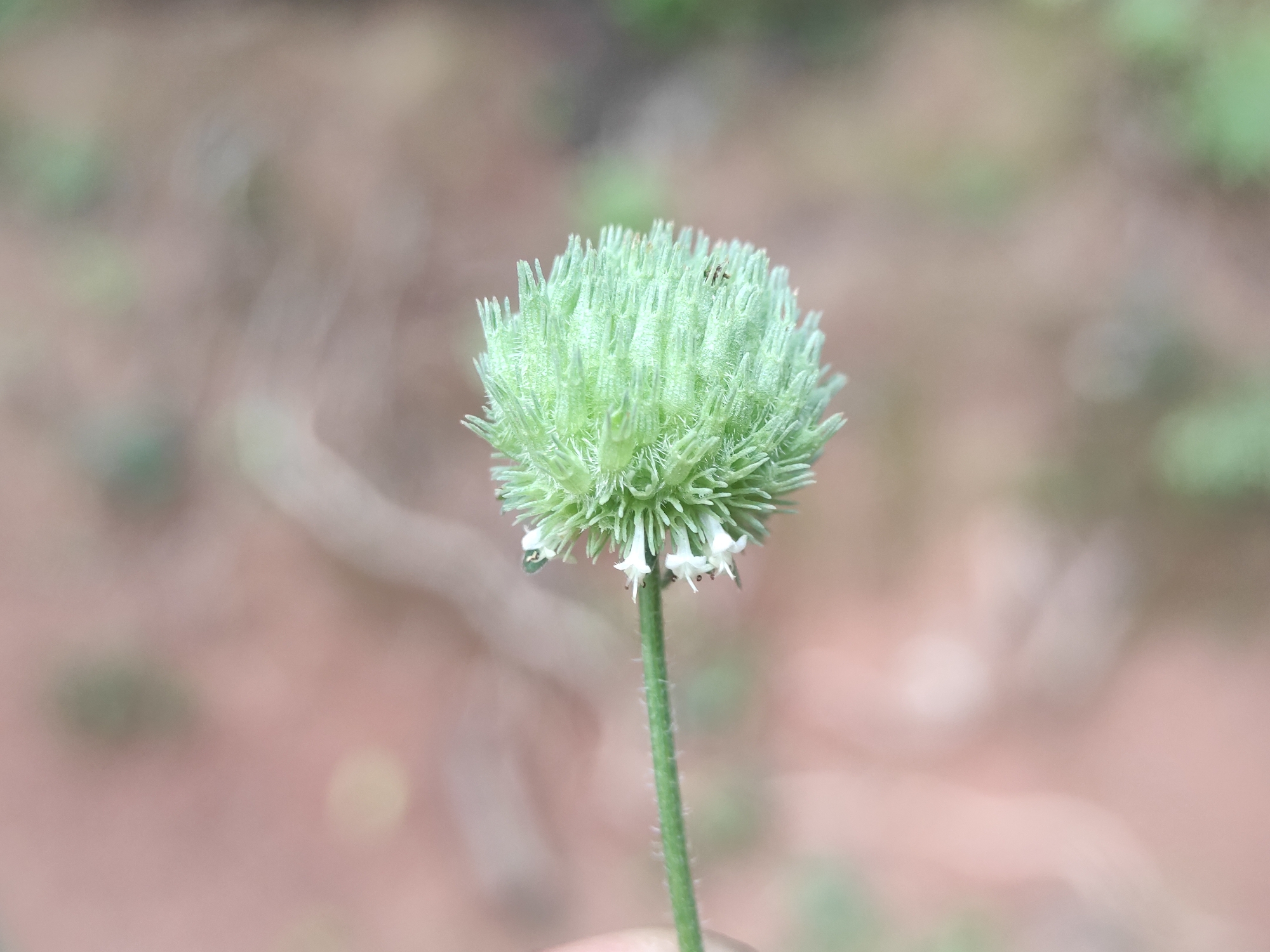 A close-up shot depicts a round, light green flower head with numerous fine, needle-like structures. Several tiny white flowers extend from the base of the flower head. A slender, green stem supports the flower. The background is blurred, with earthy tones of brown and green suggesting soil and vegetation. A small dark insect is visible on the upper portion of the flower head. The location and city are not discernible from the visual information provided.