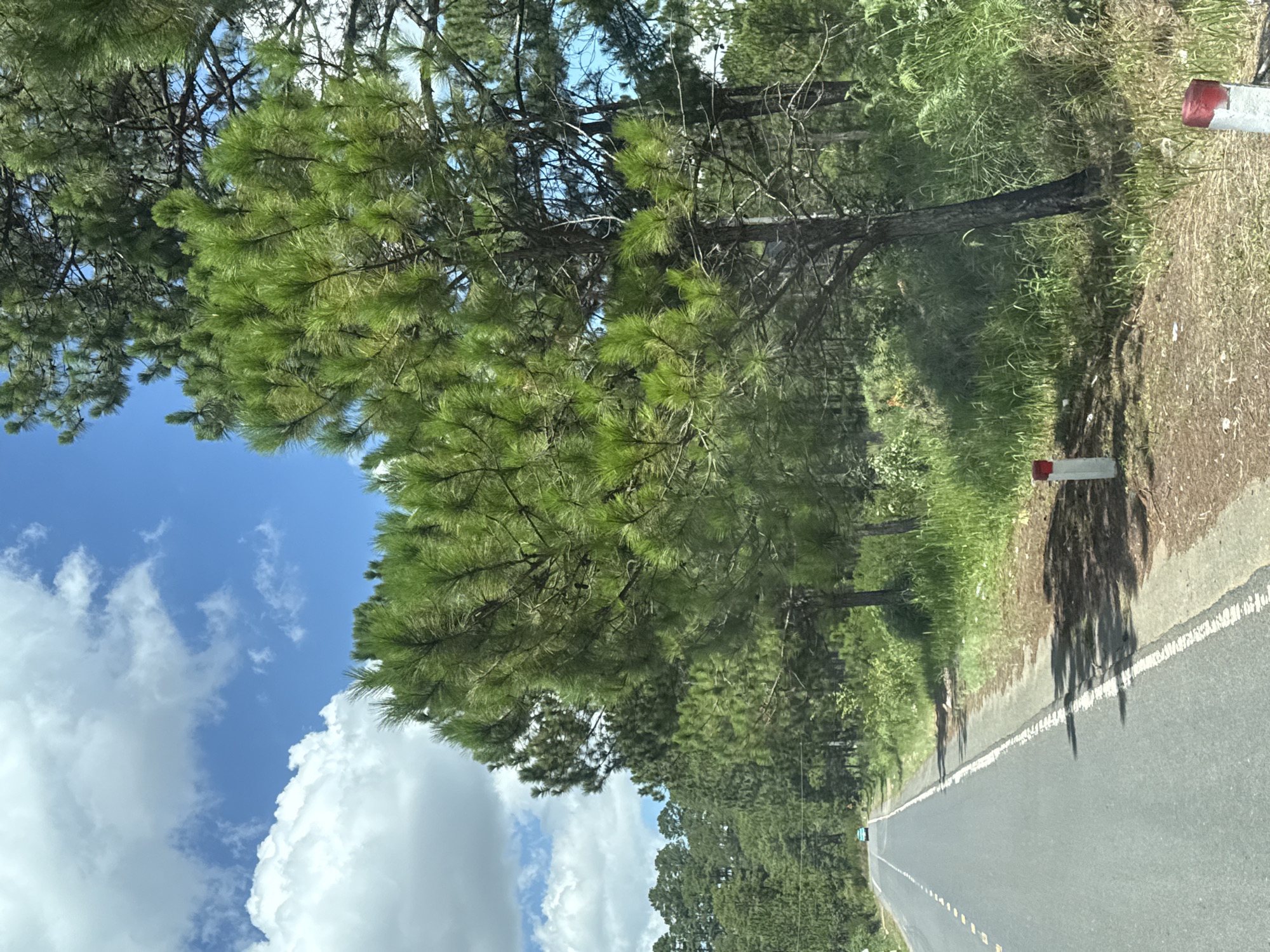 A rural, paved road runs diagonally from the lower left to the middle left of the image. The road has a broken yellow line and a solid white line marking its edges. To the right of the road is a grassy embankment with scattered pine trees and a dense forest in the background. Several white and red traffic posts are visible along the side of the road. In the distance, a small blue car is driving on the road. The sky above is bright blue with scattered white clouds. The scene appears to be a landscape photograph taken on a sunny day in Thôn 6, Vietnam.