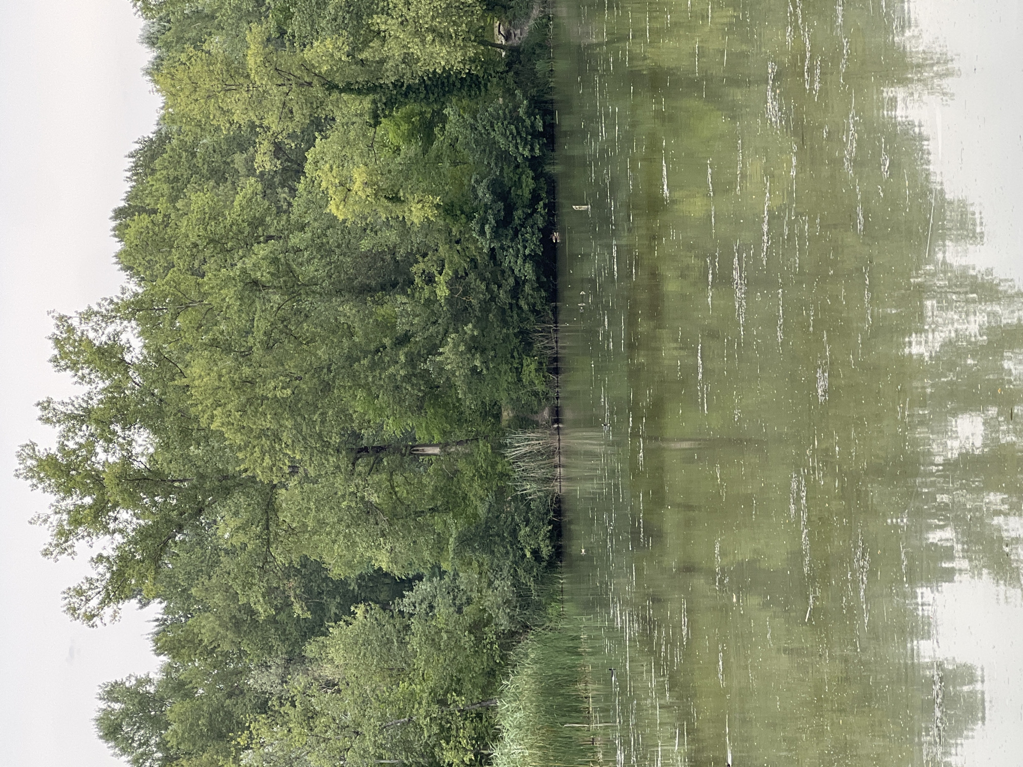 The image depicts a calm body of water reflecting a dense forest of green trees. The water is murky with a greenish-brown hue, and there are scattered patches of floating debris and plant matter. Along the bank of the water, tall reeds or grasses are visible, with more trees and undergrowth forming a thick backdrop. The sky above is overcast, creating a muted light. There are a few small birds visible on the water, appearing to be ducks. The overall scene suggests a natural, perhaps somewhat wild, environment. This could be a park or a protected natural area within or near the city of Étrembières, France, given the context.