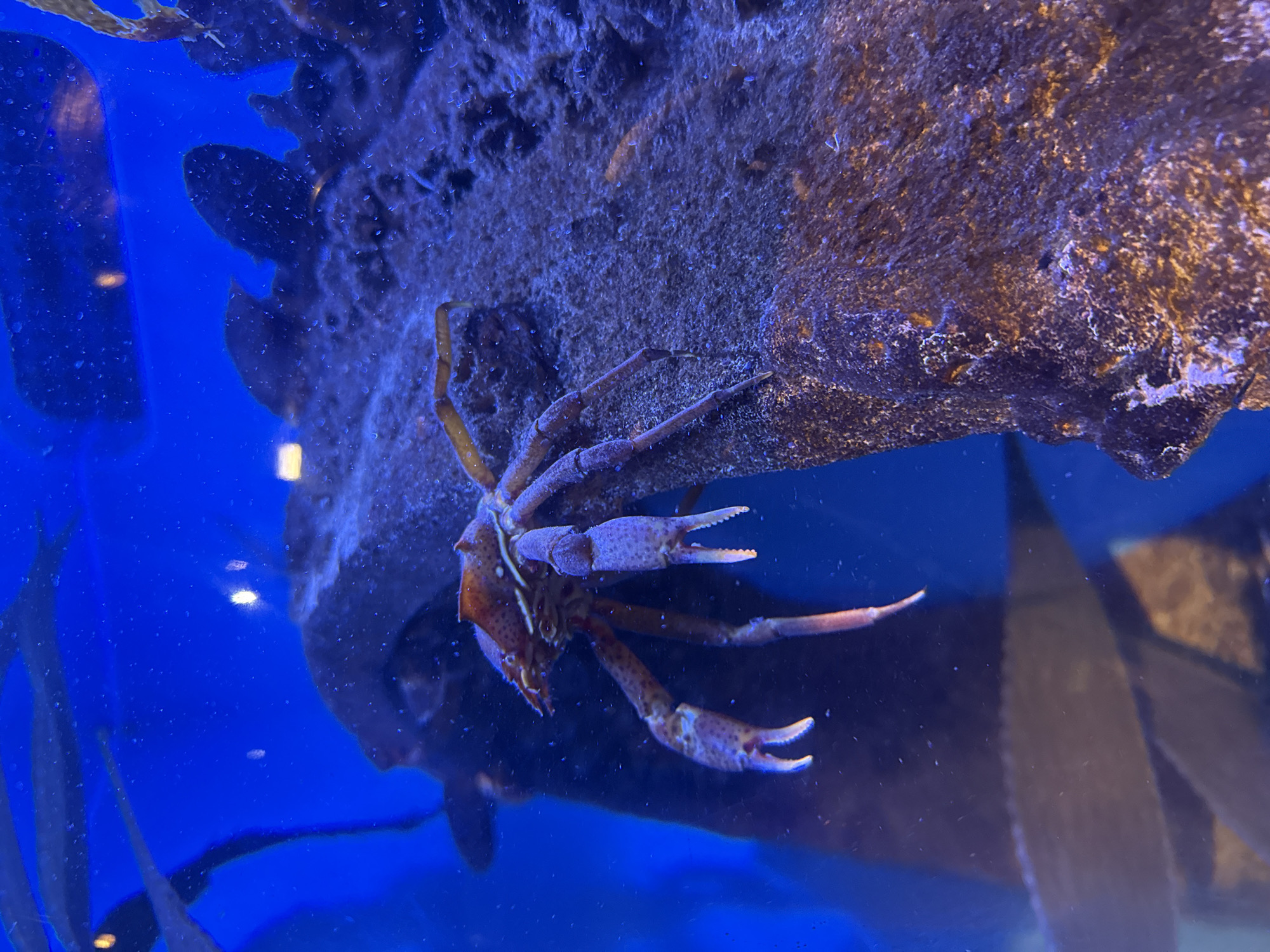 A crab is perched on a dark, textured surface in a brightly lit blue tank, likely an aquarium. The crab, with its orange and purple coloring and visible claws, is the primary subject. The surface it rests on appears to be a piece of driftwood or coral, encrusted with what looks like algae or small organisms. The background is a deep, vibrant blue, suggesting it is underwater. The image captures a close-up view of the aquatic life within the tank.