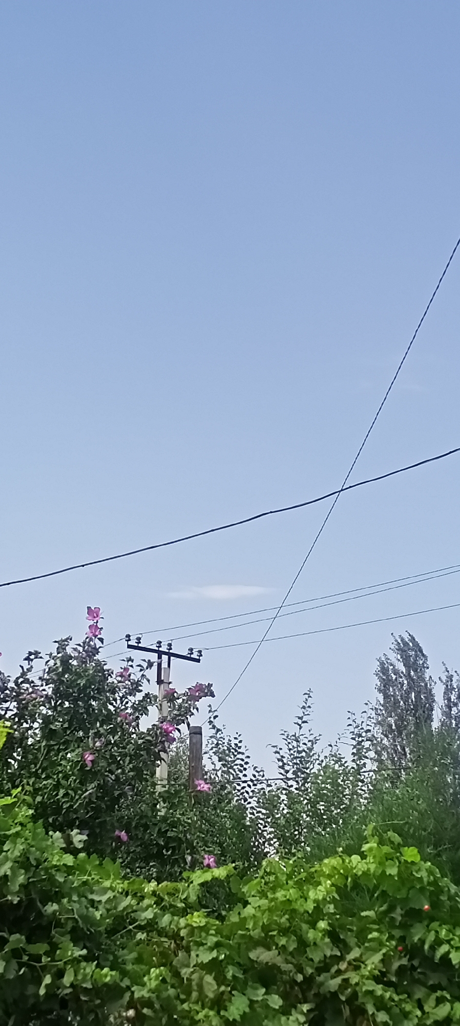 The image depicts a view of power lines crisscrossing a clear blue sky. Below the sky, lush green foliage dominates the lower portion of the frame, with some flowering plants displaying pink blossoms. A utility pole with electrical insulators stands amongst the greenery. In the background, various trees of different heights and densities are visible. The scene is likely an outdoor setting within the city of Sokuluk, Kyrgyzstan.