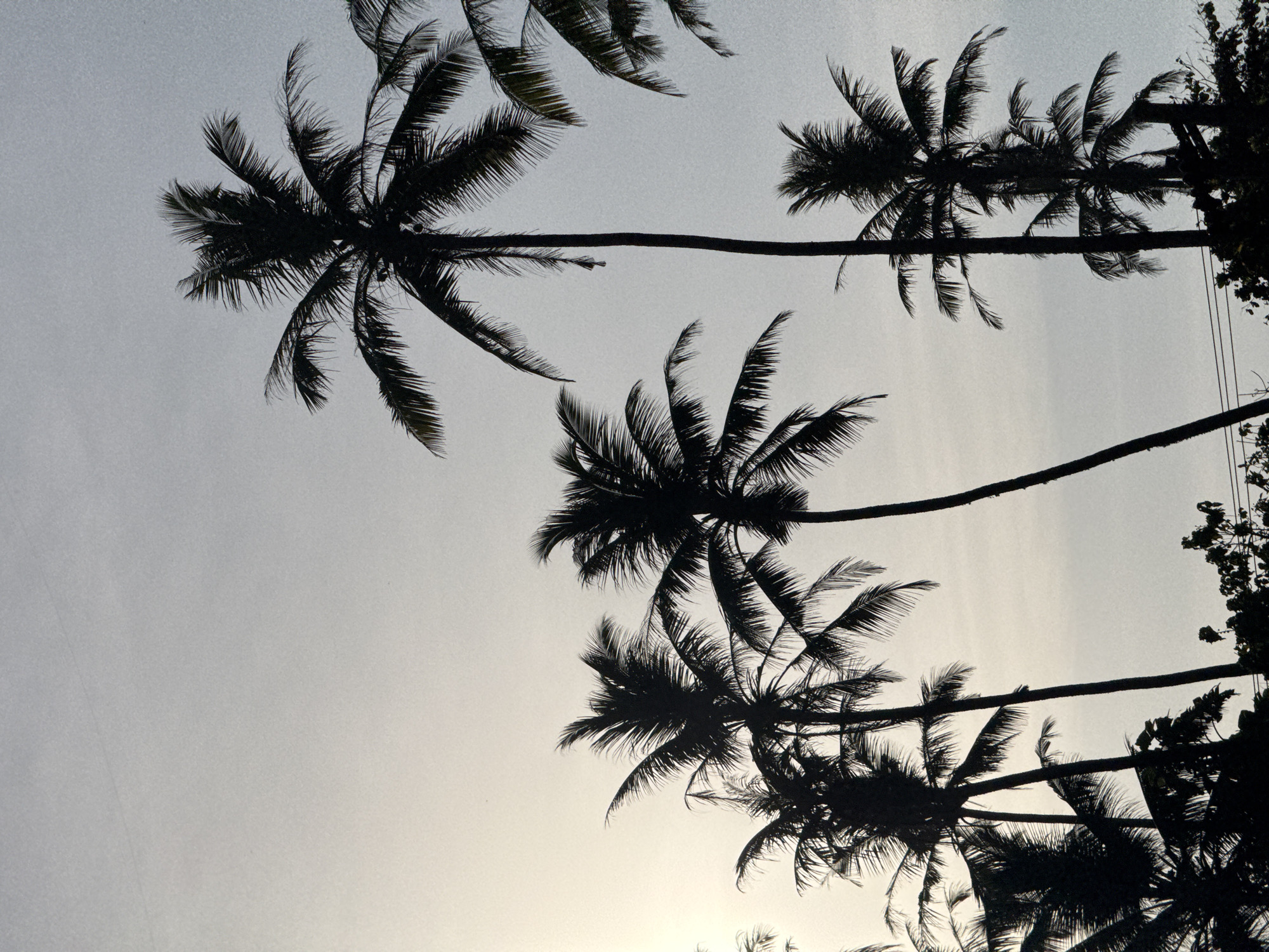 In Midigama, Sri Lanka, silhouetted palm trees pierce a hazy, pale gray sky, suggesting either dawn or dusk. The image is dominated by the dark forms of multiple palm trees, their fronds fanning out against the muted backdrop. In the lower portion of the frame, dense foliage and what appear to be power lines are also silhouetted, indicating a populated or developed area within the tropical landscape. The overall mood is serene and tropical, with the stark contrast between the dark trees and the bright sky creating a visually striking composition.