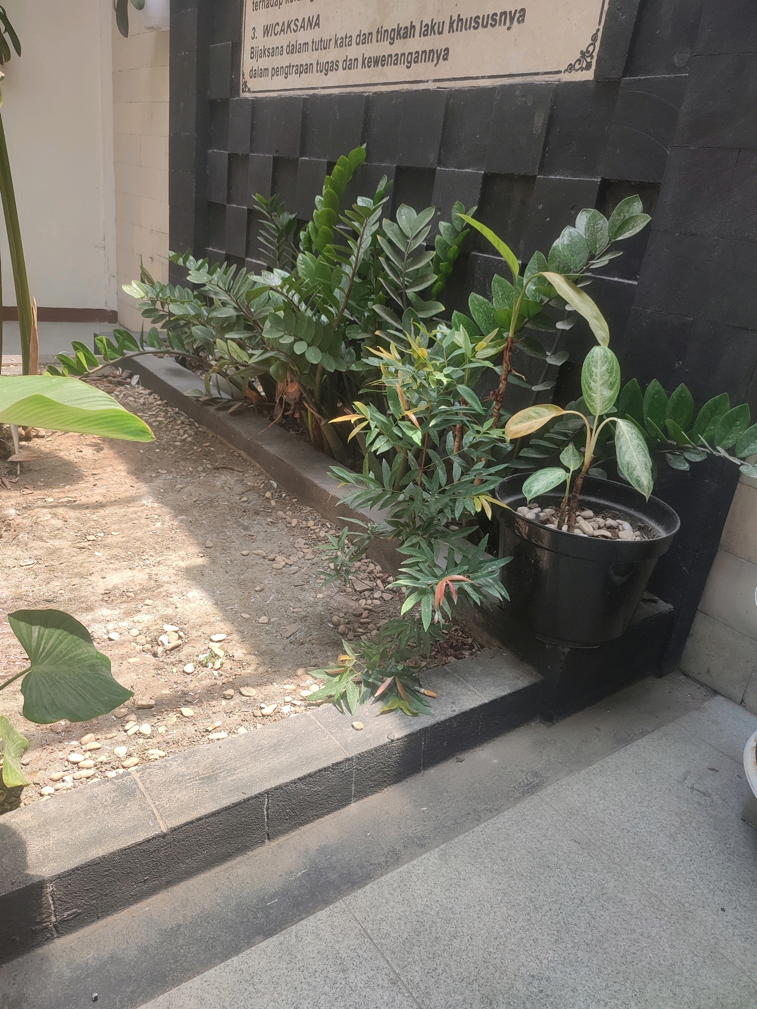 A medium shot captures an outdoor scene with lush greenery and a textured black wall. In the foreground, a narrow, dark gray border separates a sun-drenched path with scattered pebbles from a darker, shadowed area. A large, vibrant green leaf extends from the left side of the frame onto the path, casting a shadow. Several plants with dense, dark green foliage, likely ZZ plants (Zamioculcas zamiifolia), are arranged along the base of the wall. To their right, a smaller potted plant with variegated green and white leaves sits on a raised black platform. The wall itself is composed of dark, matte rectangular blocks with a slightly raised, geometric pattern. Above the plants, a portion of a light-colored sign with Indonesian text is visible. The overall lighting suggests a bright, sunny day. The environment appears to be a well-maintained outdoor area, possibly a garden or a public space in Nganjuk, Indonesia, given the sign's language. No people or animals are present in the frame.