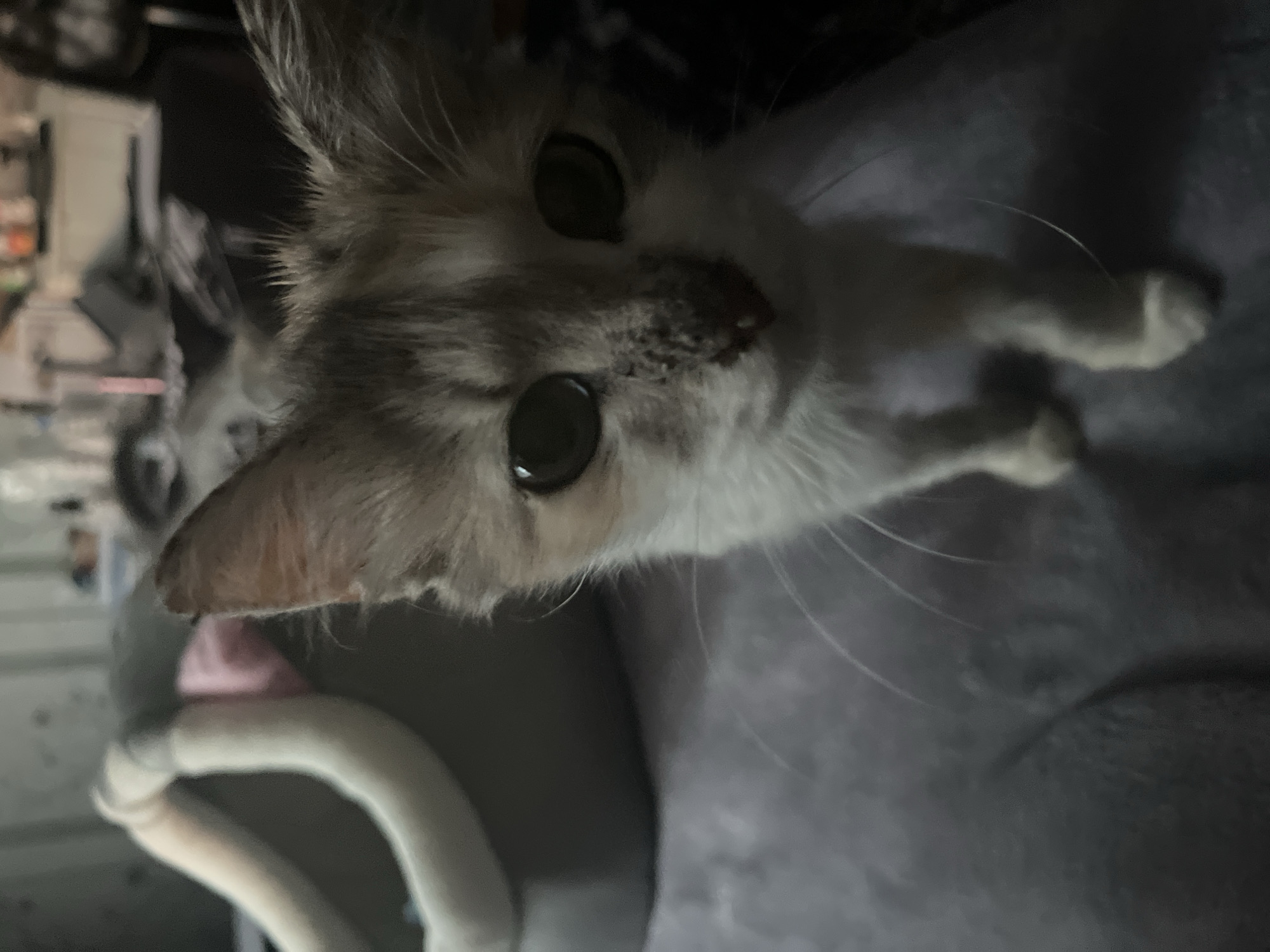A kitten with light brown and white fur stands on a textured grey surface. The kitten's face is close to the camera, showing large, dark eyes and a snout with some roughness or discoloration. To the left of the kitten, a grey pet bed with white trim is partially visible. The background is out of focus, with hints of indoor furnishings and artificial lighting. There is no visible indication of the specific location within Svietlahorsk, Belarus.