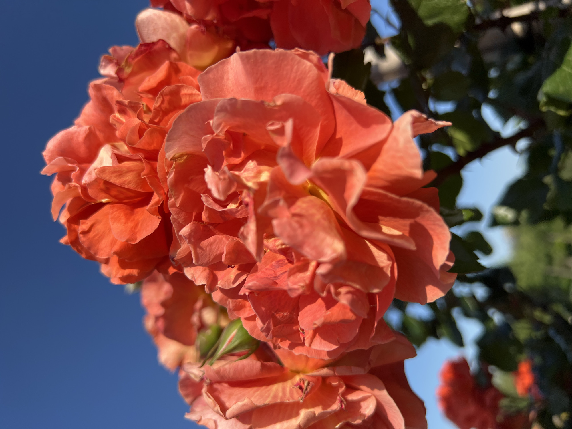 The image shows a cluster of salmon-colored roses in full bloom. The flowers are densely packed together, with many layers of petals. In the background, there is a clear blue sky and some green foliage. It's difficult to confirm the location is Krasnodar, Russia from the image alone.