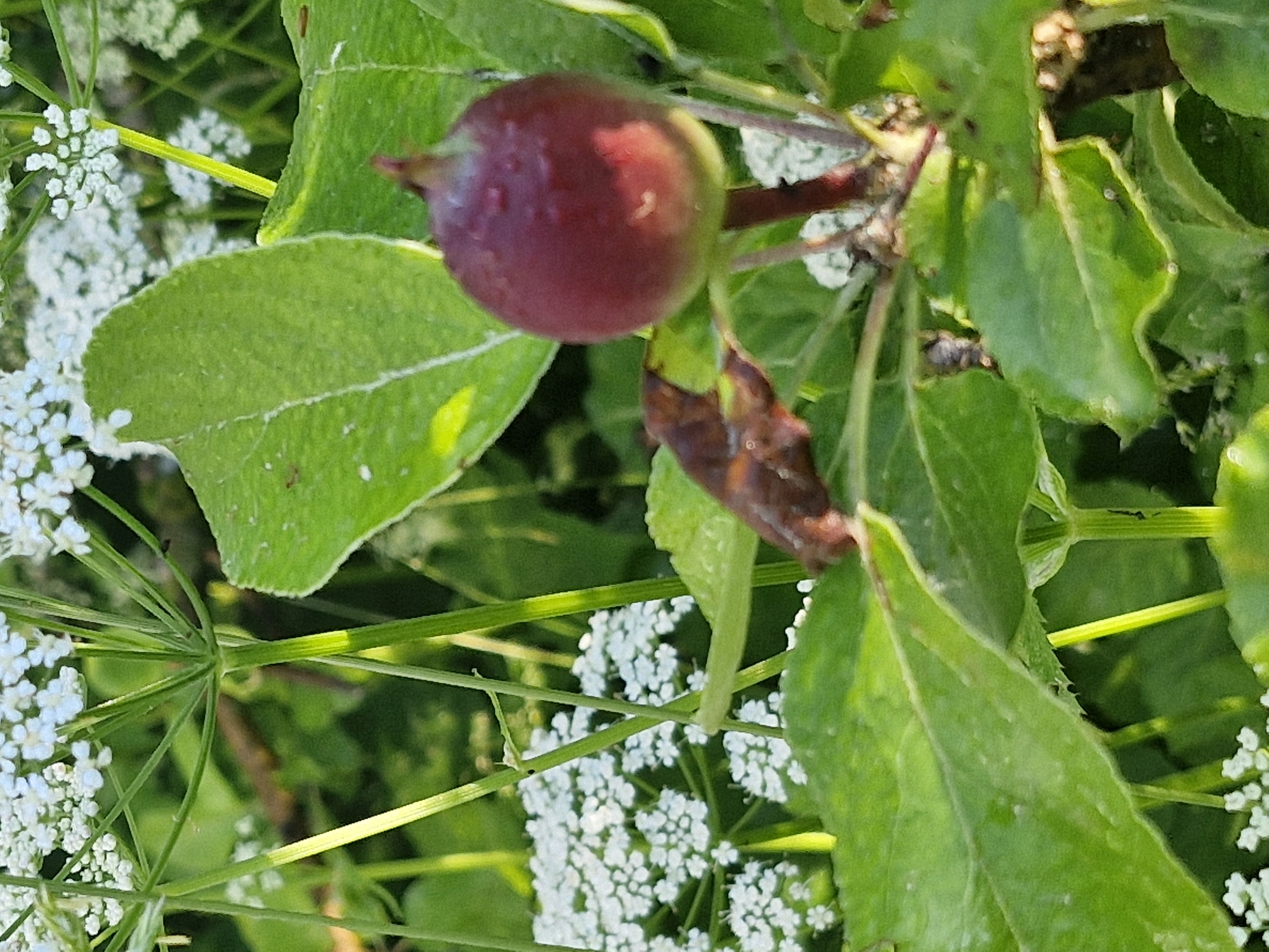 A small, round, reddish-purple fruit hangs from a branch among green leaves and white flowers. The fruit has visible water droplets on its surface. The surrounding environment is lush and green, with sunlight illuminating parts of the scene. The image appears to be a close-up shot of a plant in a natural setting. The location is unknown.