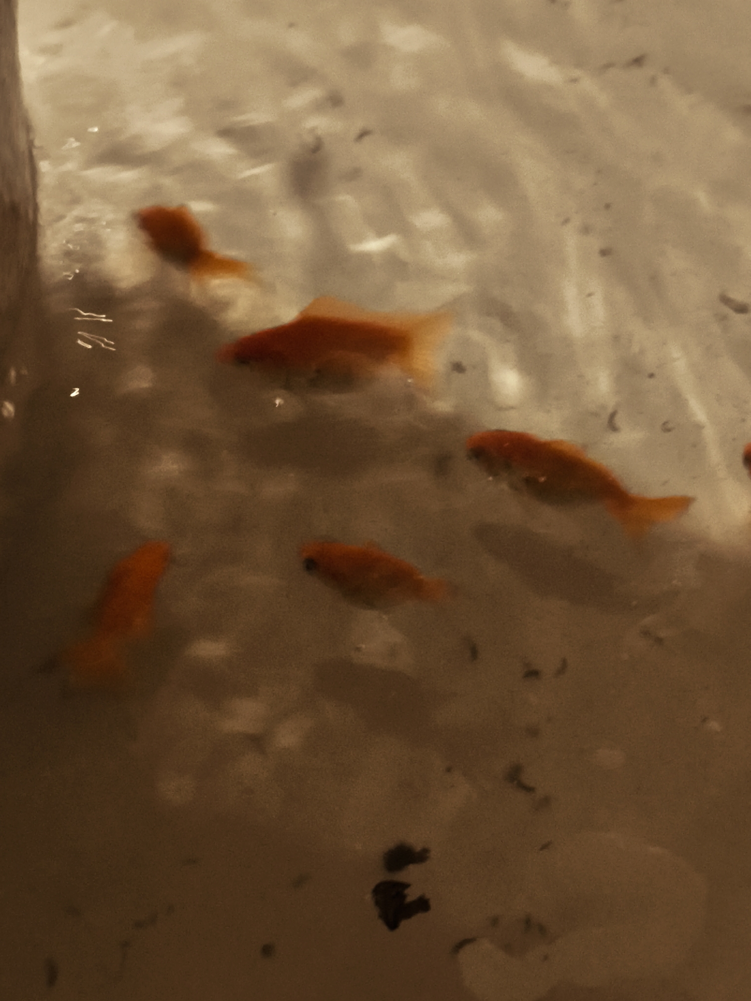 The image shows a group of small, orange goldfish swimming in murky water. The lighting is dim, casting a warm glow on the fish and the water. Some debris is visible in the water, and the surface appears somewhat disturbed. The image is a close-up shot, suggesting the fish are in a confined space such as a tank or small pond. The location in Gdańsk, Poland, is not discernible from the image.