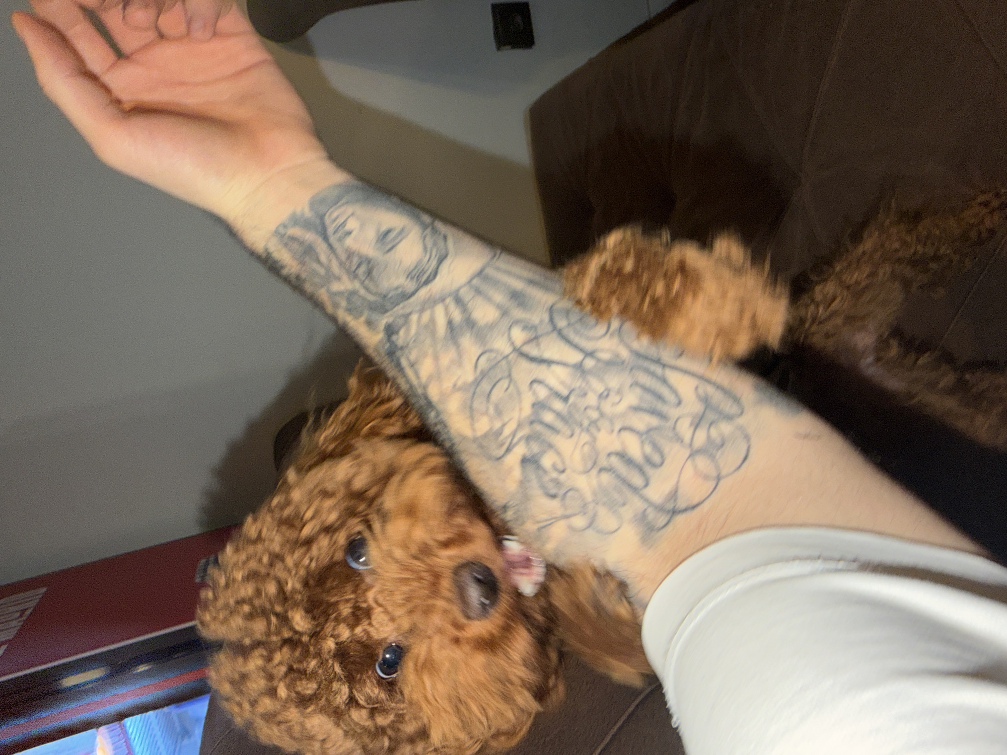 An indoor scene within a residential setting in the city of Sofia, Bulgaria, depicts a small, curly-haired, reddish-brown dog interacting with a human arm. The dog, consistent with a Toy or Miniature Poodle breed, has prominent dark eyes and is positioned on a dark brown upholstered surface, likely a sofa or cushion. Its mouth is slightly open, exposing small white teeth as it appears to gently bite or mouth the forearm of a person. The human's left arm, extending from a white short-sleeved garment, is heavily tattooed with black and grey ink; notable designs include a female face or religious figure on the upper arm and script lettering on the forearm. In the background, a light grey wall is visible, along with a partial view of a reddish-brown vertical panel and a blue light source to the left, and a black electrical outlet or switch plate on the grey wall to the right.
