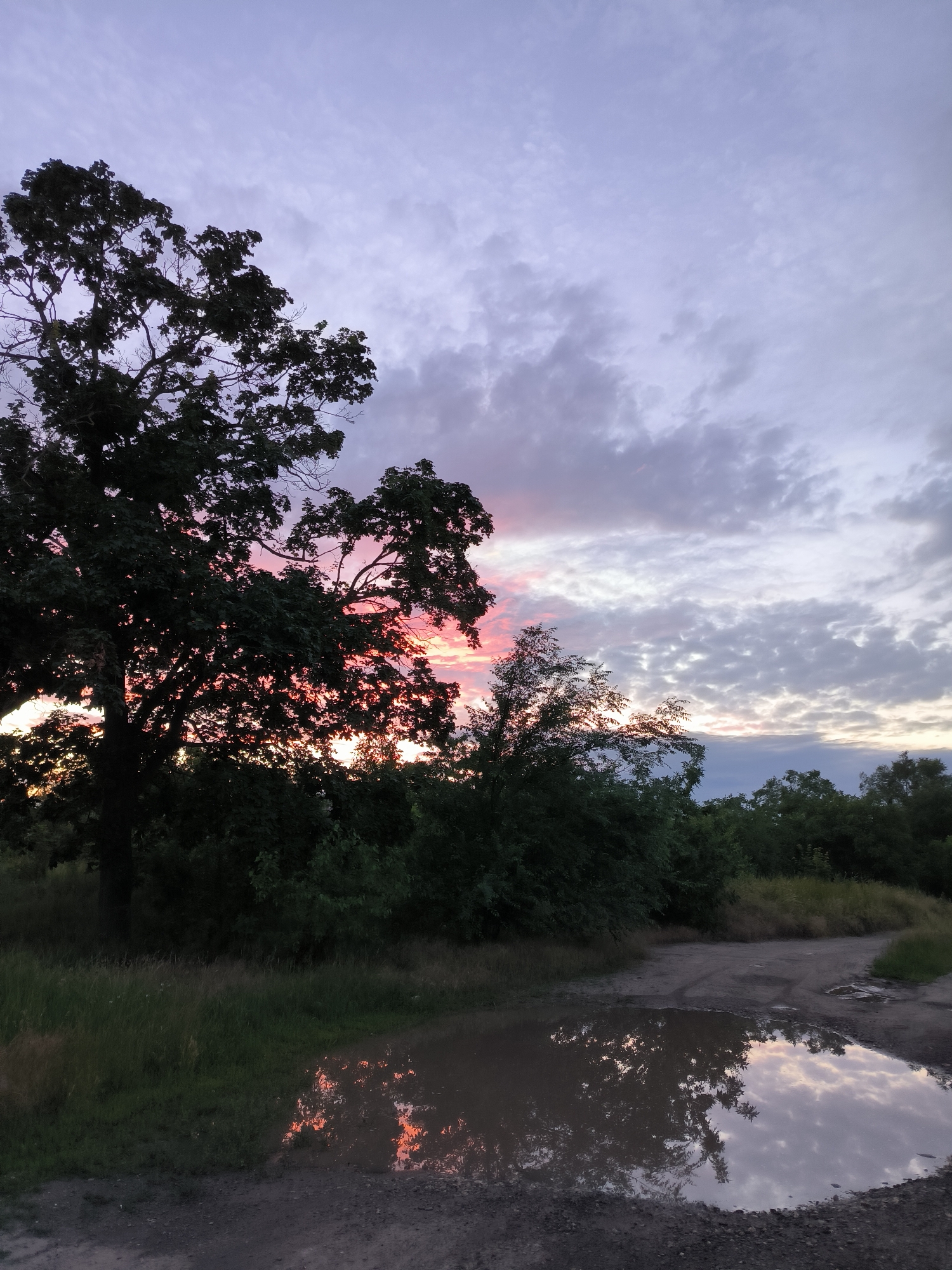 This image captures a tranquil natural scene during what appears to be dusk or dawn. In the foreground, a dirt path leads into the frame, curving slightly to the right. A large puddle of water sits on the path, reflecting the colorful sky and the silhouettes of trees. The sky is a gradient of soft purples and pinks, with scattered clouds. To the left, a large, leafy tree dominates the frame, its dark silhouette contrasting with the vibrant sky. Behind the tree and extending across the midground is a dense line of green foliage and trees. The overall atmosphere is peaceful and serene. There is no indication of the city of Tiraspol, Moldova, or any human presence in the image.