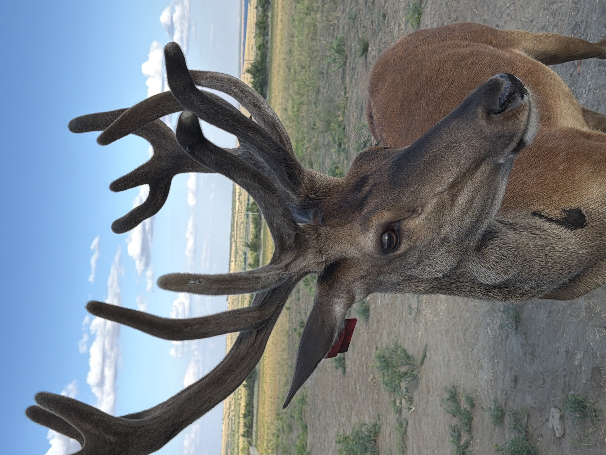 A close-up, eye-level, full-frame shot shows a red deer buck with a large rack of antlers in an open, grassy field under a blue sky with scattered clouds. The deer is facing right, with its head and antlers dominating the foreground. Its fur is a reddish-brown, and it has a dark muzzle and eyes. A red ear tag is visible on its left ear. The background is a dry, dusty landscape with sparse green vegetation, and a distant body of water under a hazy horizon. The location is identified as Горный Балыклей, Russia. There are no people or any visible signs of human activity other than the ear tag.