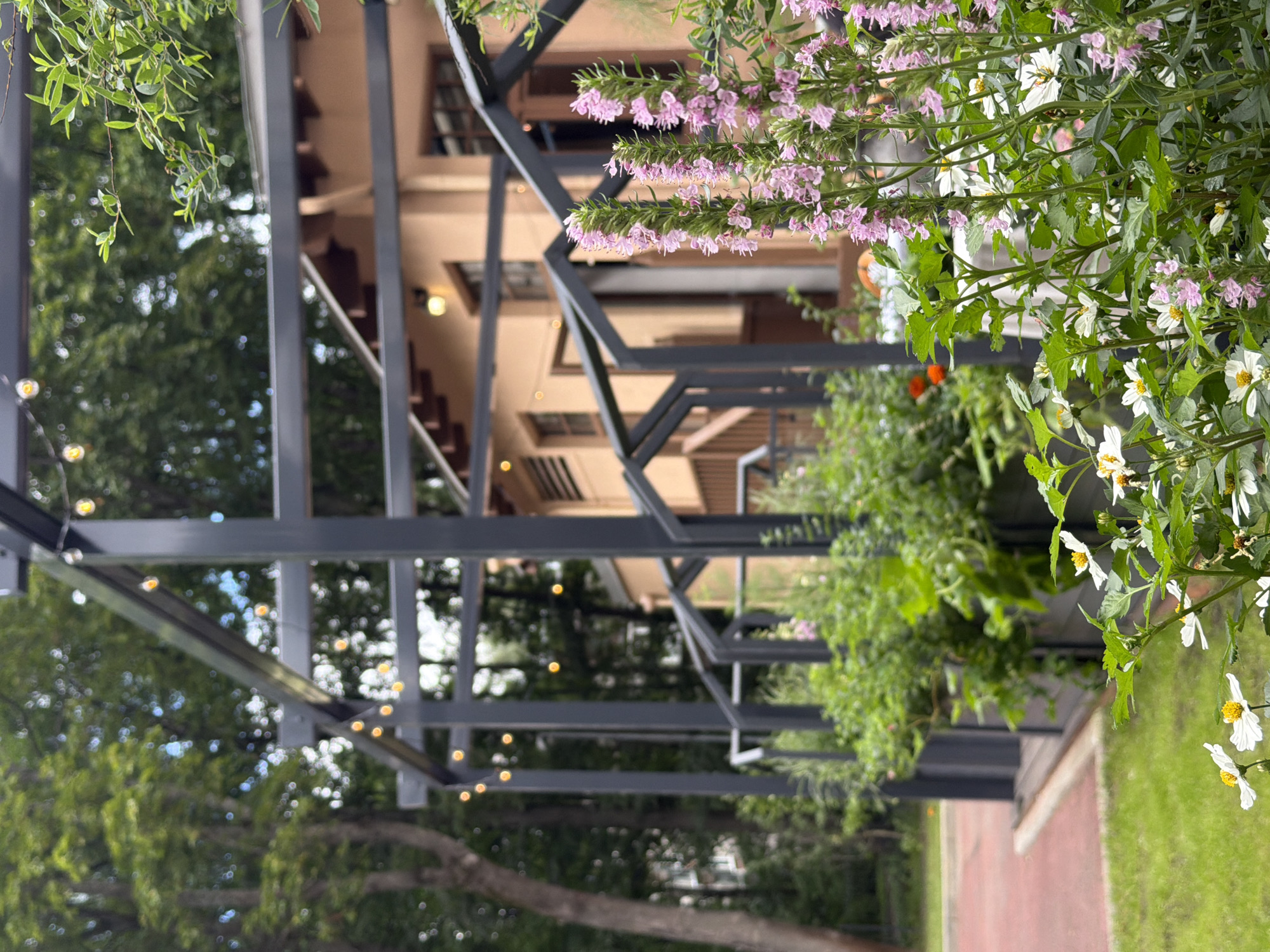 The image depicts an outdoor seating area with a pergola, string lights, and lush greenery in the foreground. The pergola is constructed of dark metal beams and supports a series of yellow string lights that are illuminated. In the middle ground, a light-colored building with a pitched roof and windows is visible. The building appears to be a restaurant or cafe.
In the foreground, several plants are in bloom. Tall stalks of pink flowers are prominent on the right side of the frame, while smaller white flowers with yellow centers are clustered on the left. The plants are growing in planters that are part of the pergola structure. Beyond the planters, a red running track is visible, bordered by a strip of green grass. In the background, trees with green foliage create a natural backdrop.
The image was taken in Saint Petersburg, Russia, specifically at a cafe called "The Greenhouse Cafe," located at a specific address within the city.