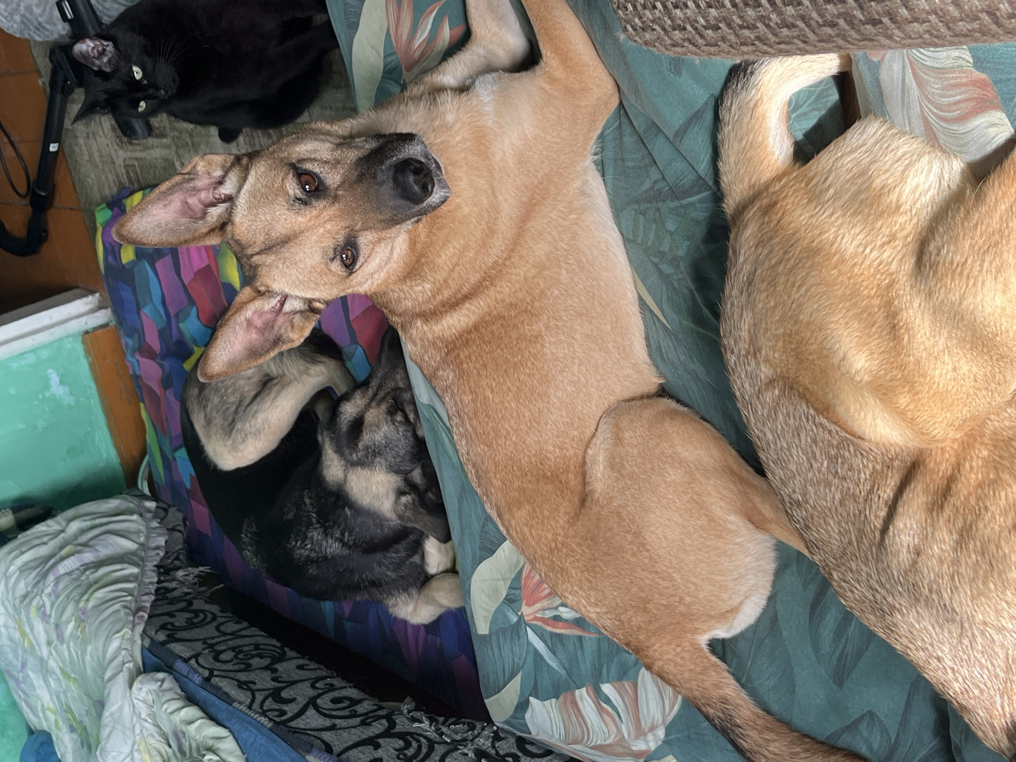 The scene presents a casual indoor setting with a domestic vibe. A tan-colored dog is centrally positioned, lying on a patterned cushion. A second dog with black and gray fur is nestled near its head. Adjacent to the dogs, a black cat is visible, looking toward the viewer. The background is a mix of domestic elements, including bedding and possibly a sofa or couch. There are no indications of the city of Nizhny Tagil, Russia or any outdoor features to suggest a location. The image focuses primarily on the pets and their immediate surroundings.