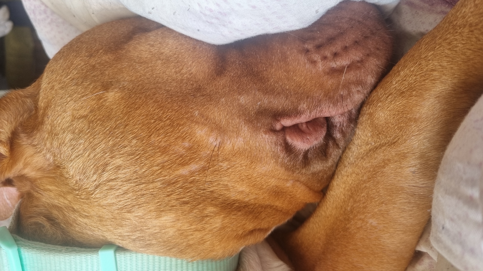 A close-up shot captures a brown-furred dog sleeping, possibly indoors. The dog's head rests on its paw, and it's partially covered by a white blanket with a subtle pattern. A light-blue dog collar is visible near the dog's neck. The fur has a smooth texture and varying shades of brown.