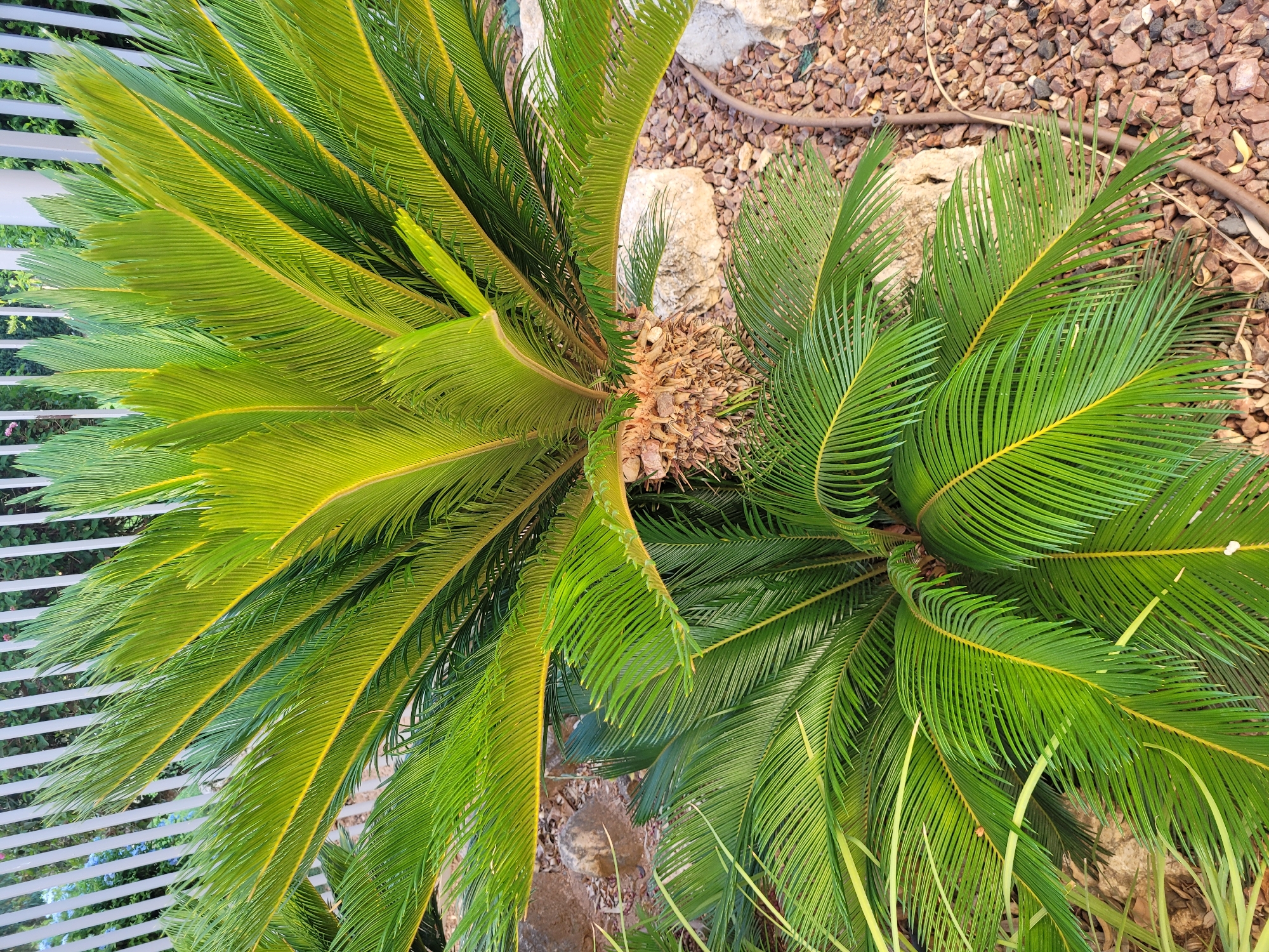 A sago palm plant with green fronds and a brown trunk is shown in the foreground. The plant is surrounded by small, reddish-brown rocks and larger, light-colored rocks. In the background, a white, vertical fence can be seen. Some small blue flowers and green foliage are visible behind the fence. The scene appears to be an outdoor garden area, possibly in Trachoni, Cyprus. There are no people or animals present in the image.
