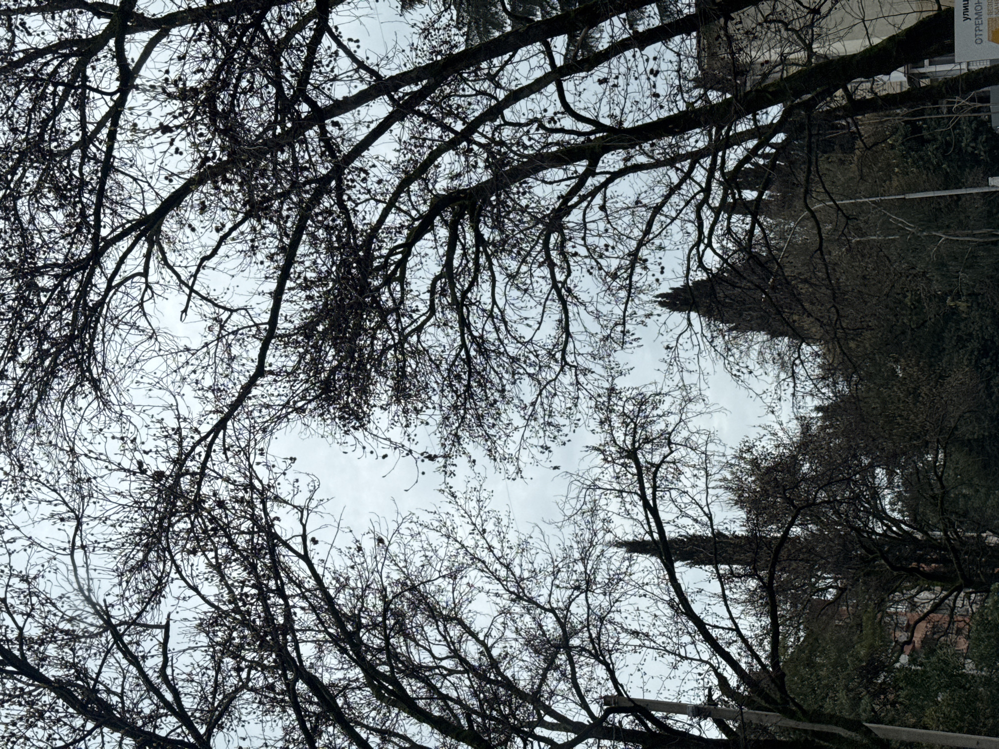 The image shows a view looking up through bare tree branches towards a cloudy sky. The scene appears to be in an urban setting, likely a park or street with trees. A building can be glimpsed on the right side of the frame, and a street sign is visible reading, "УЛИЦЫ ОТРЕМОНТИРОВАНЫ," which translates to "Streets Repaired." Based on the street sign and architectural style, it can be inferred that the location is likely in the city of Sochi, Russia.