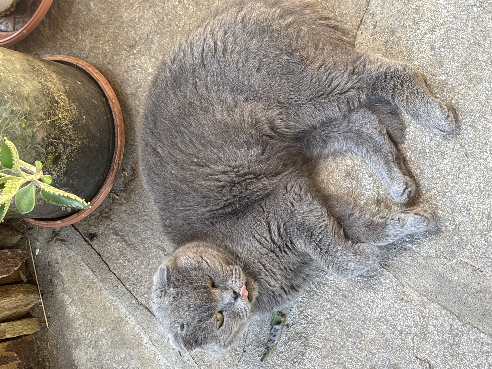 In Prolesha, Bulgaria, a Scottish Fold cat with gray fur and folded ears lies on a concrete patio. Its eyes are partially closed, and its pink tongue sticks out. The cat is positioned in front of a potted plant with green and yellow leaves and to the left of a wooden fence. The scene is outdoors, with sunlight illuminating the cat and the surrounding area.