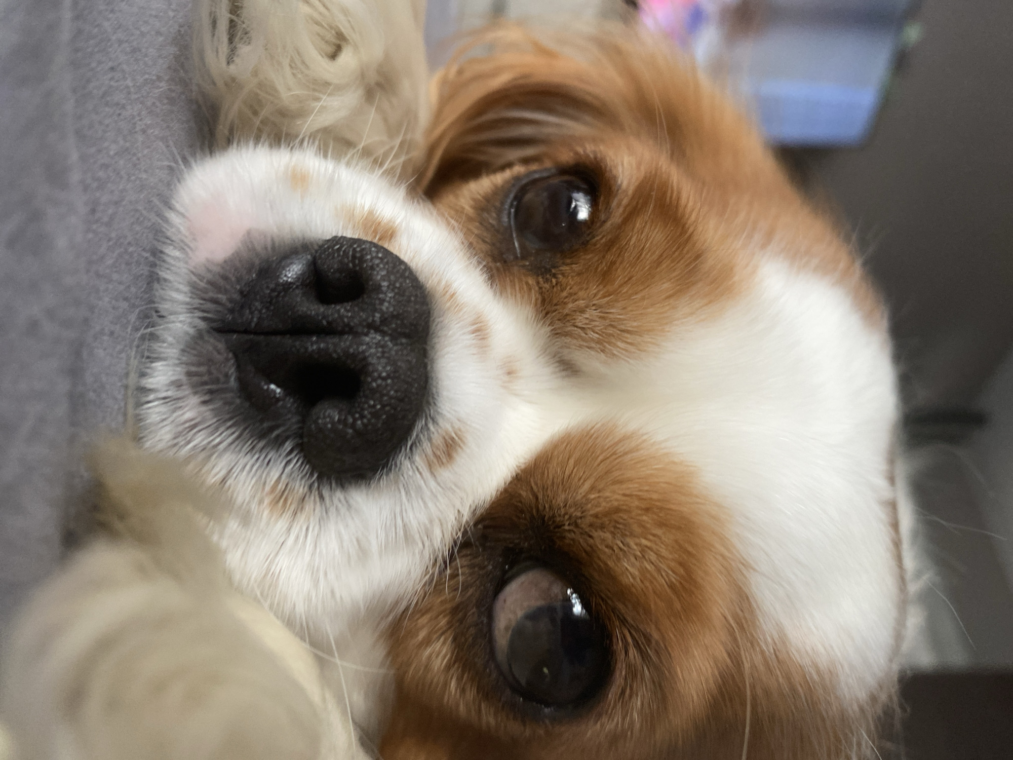 A close-up, eye-level shot captures a Cavalier King Charles Spaniel's face, resting its head on a gray surface. The dog's fur is a mix of white and reddish-brown, with prominent white markings on its forehead. Its dark, wet nose is centered in the frame, with a small pinkish smudge beneath it. The dog's eyes are large and dark, with reflections of light visible in them. The right eye appears to have a cloudy area, possibly indicating a condition. The background is blurred, with indistinct shapes of what might be furniture or a room. The overall impression is one of intimacy and a focus on the dog's facial features. There are no identifiable people, actions, or interactions depicted in the scene, nor any specific city or location information.