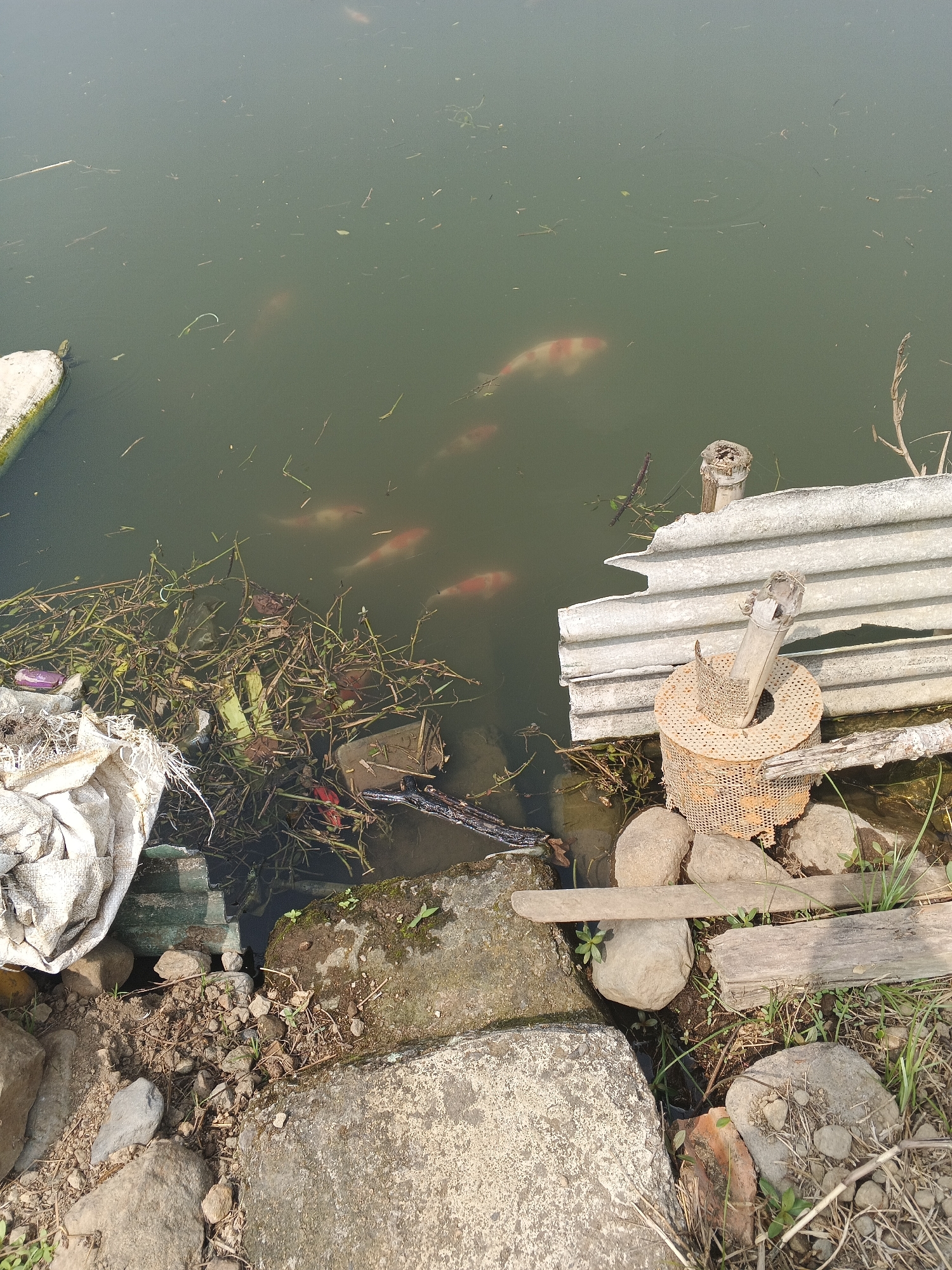 The image depicts a section of a pond on the outskirts of Sukabumi, Indonesia. Several koi fish, characterized by their orange and white coloration, are visible swimming in the murky green water. The pond's edge is lined with rocks and soil, with some vegetation growing along the bank. Debris, including plastic waste and plant matter, is present in the water, suggesting a degree of neglect. A piece of corrugated metal fencing and a rusted mesh container supported by bamboo poles are also visible along the edge of the pond, suggesting some form of rudimentary structure or enclosure. There are no people or animals other than the fish visible in the image. The overall impression is of a natural setting that has been impacted by human activity and waste.
