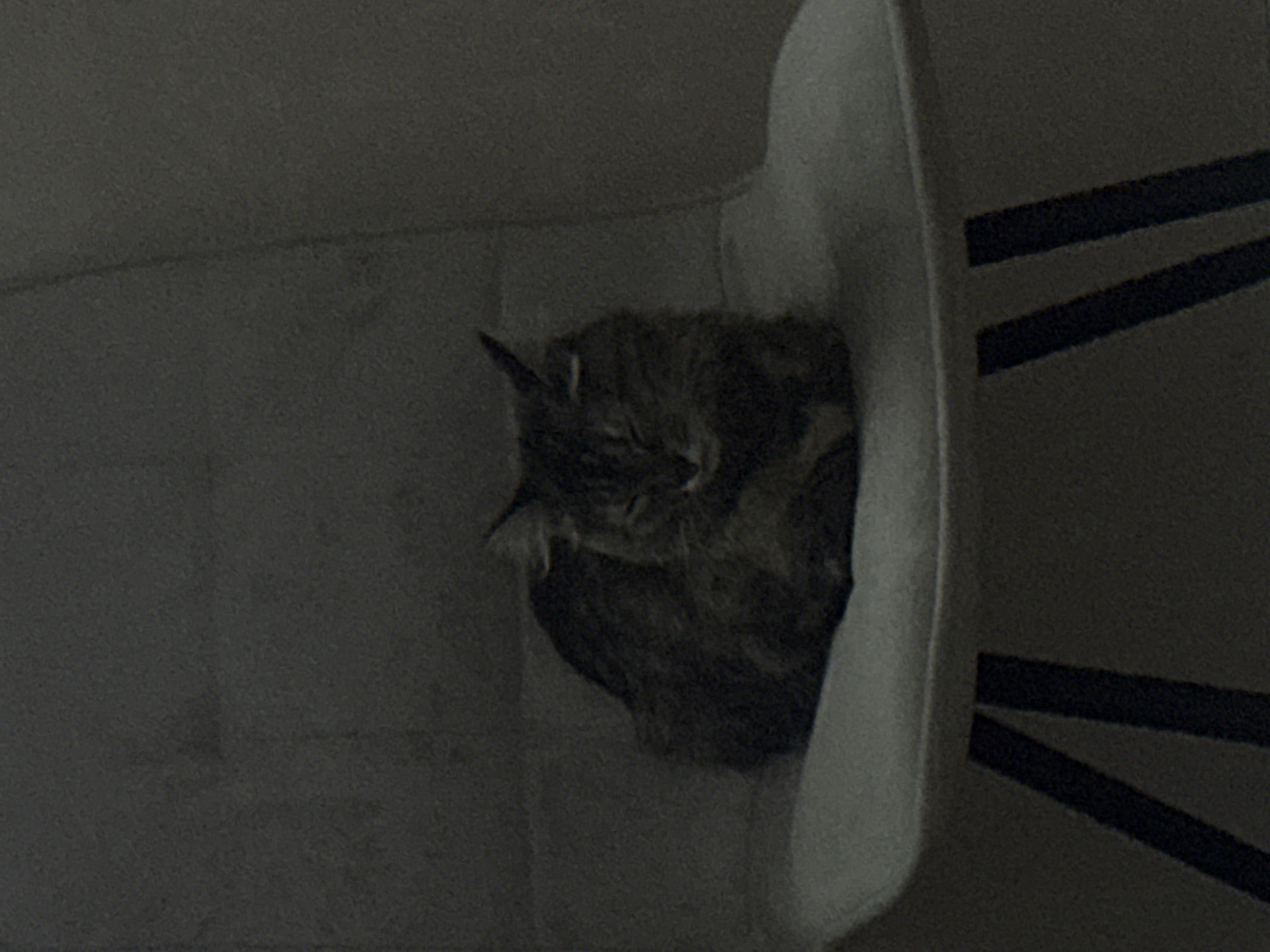 A tabby cat is curled up sleeping on a chair. The chair appears to be upholstered in a light-colored fabric and has dark legs. The background is a dark, out-of-focus wall. The lighting is dim, suggesting it may be evening or the room is not well-lit. The image does not provide any specific details to indicate its location in Saratov, Russia.
