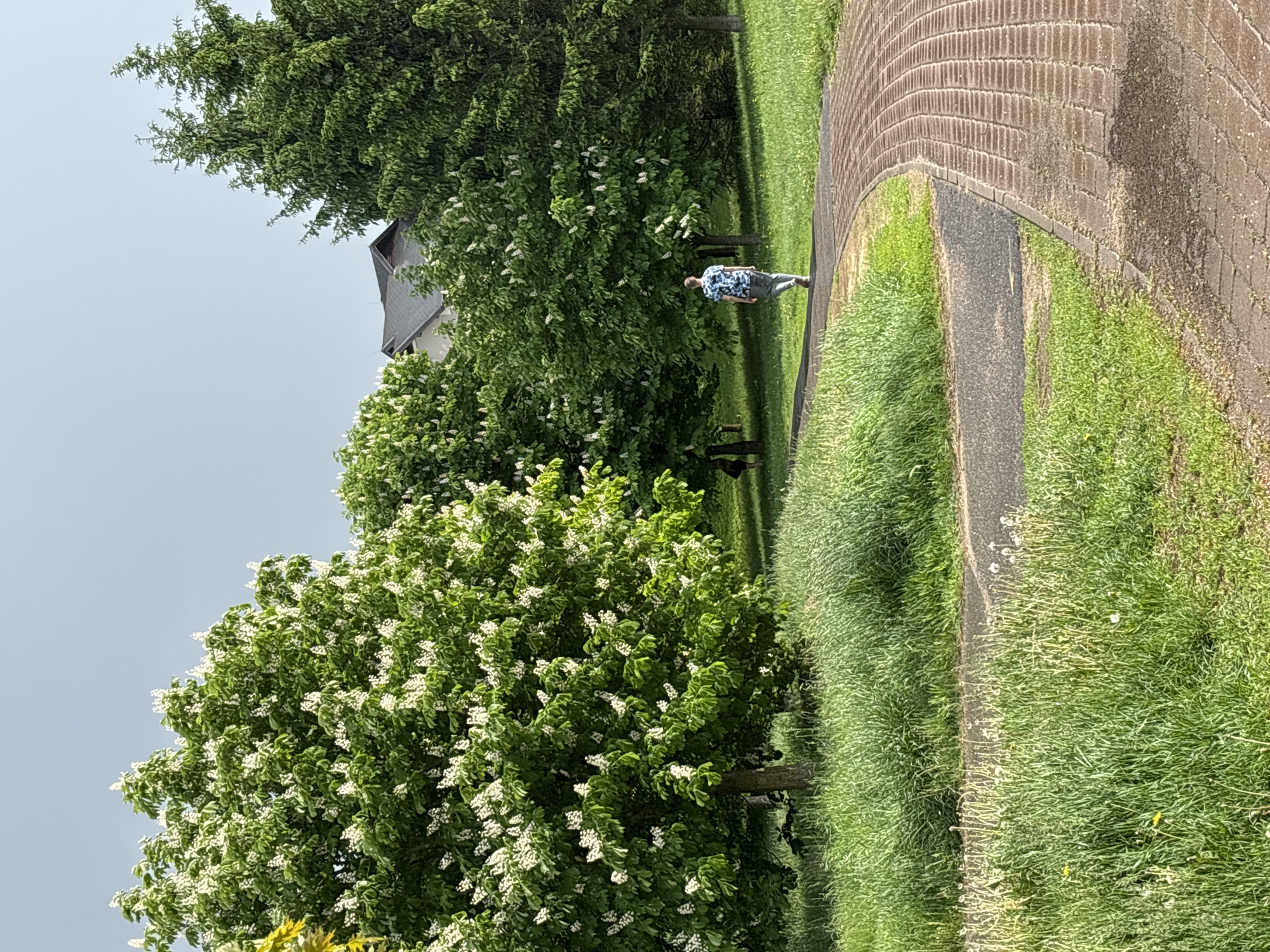 A medium-angle shot depicts a person walking along a narrow paved pathway in a green space, possibly a park. The path is bordered by lush grass and trees. The person, seen from the back, is wearing a patterned blue and white shirt and dark pants. The environment suggests a residential or suburban area, as a building is visible behind the trees. It's daytime, with soft lighting and a slightly overcast sky. The location is unknown.