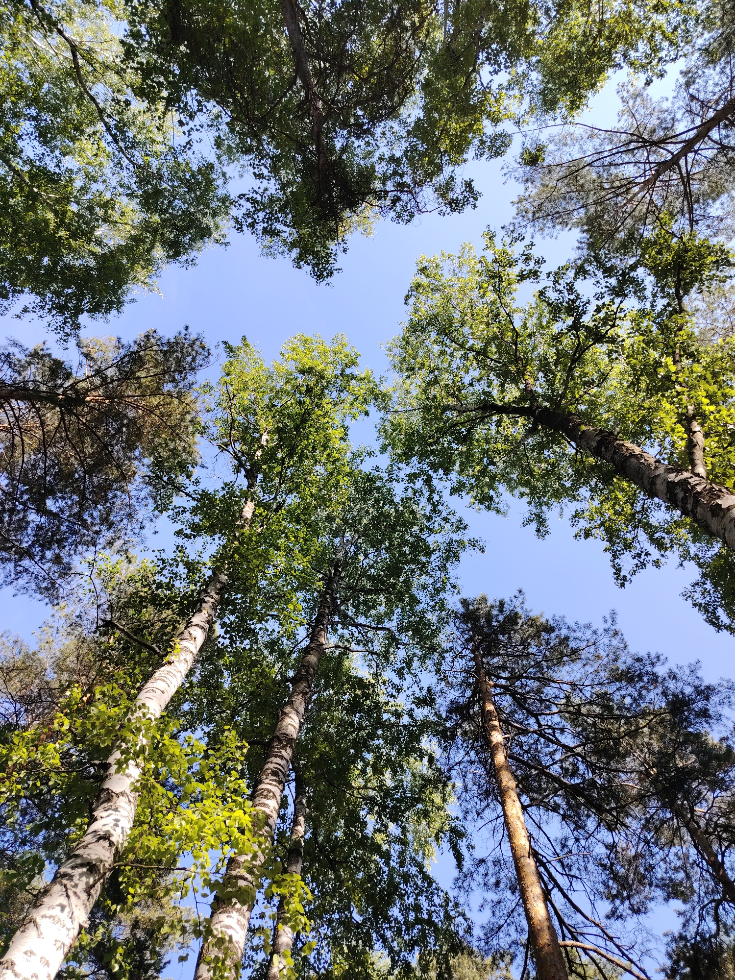 The image shows a view looking directly upwards into a forest canopy against a clear blue sky. The trees are a mix of birch with their white bark and green leafy canopies, and pine trees with darker green needles. The perspective gives a sense of height and density of the forest. There are no people or animals visible. The location is stated to be Chaikovsky, Russia.