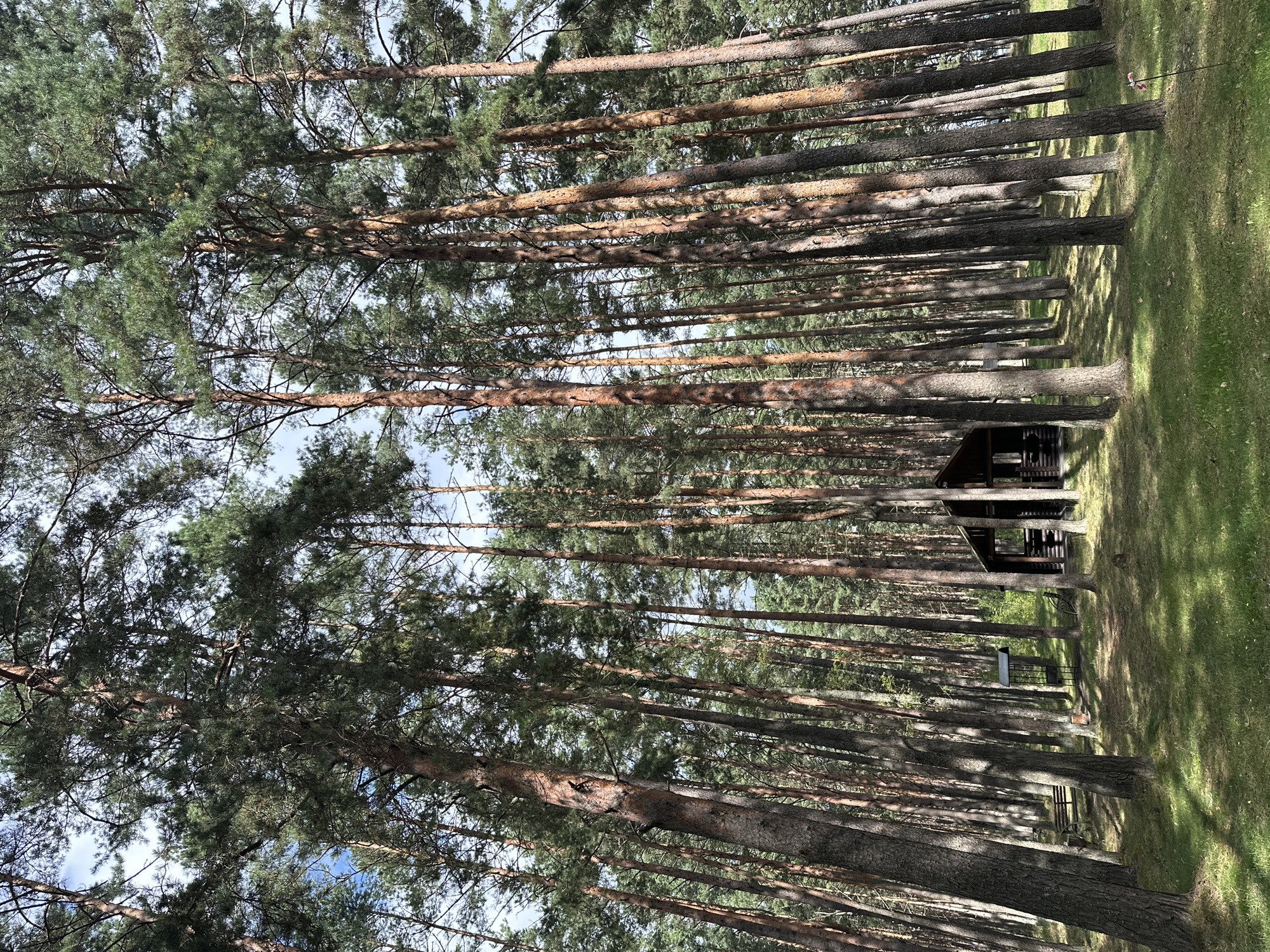 The image depicts a dense pine forest with tall, slender trees. In the center of the frame, a small, dark wooden structure resembling a cabin or pavilion is visible amongst the trees. The ground is covered in green grass and dappled with sunlight filtering through the canopy. To the left of the cabin, a dark metal barbecue grill structure is present, with a wooden bench nearby. The scene appears to be a quiet, natural setting within the Нарацкі сельскі Савет, Belarus, likely a recreational area within the forest. The sky is partially visible through the branches, showing a bright, possibly overcast, day.