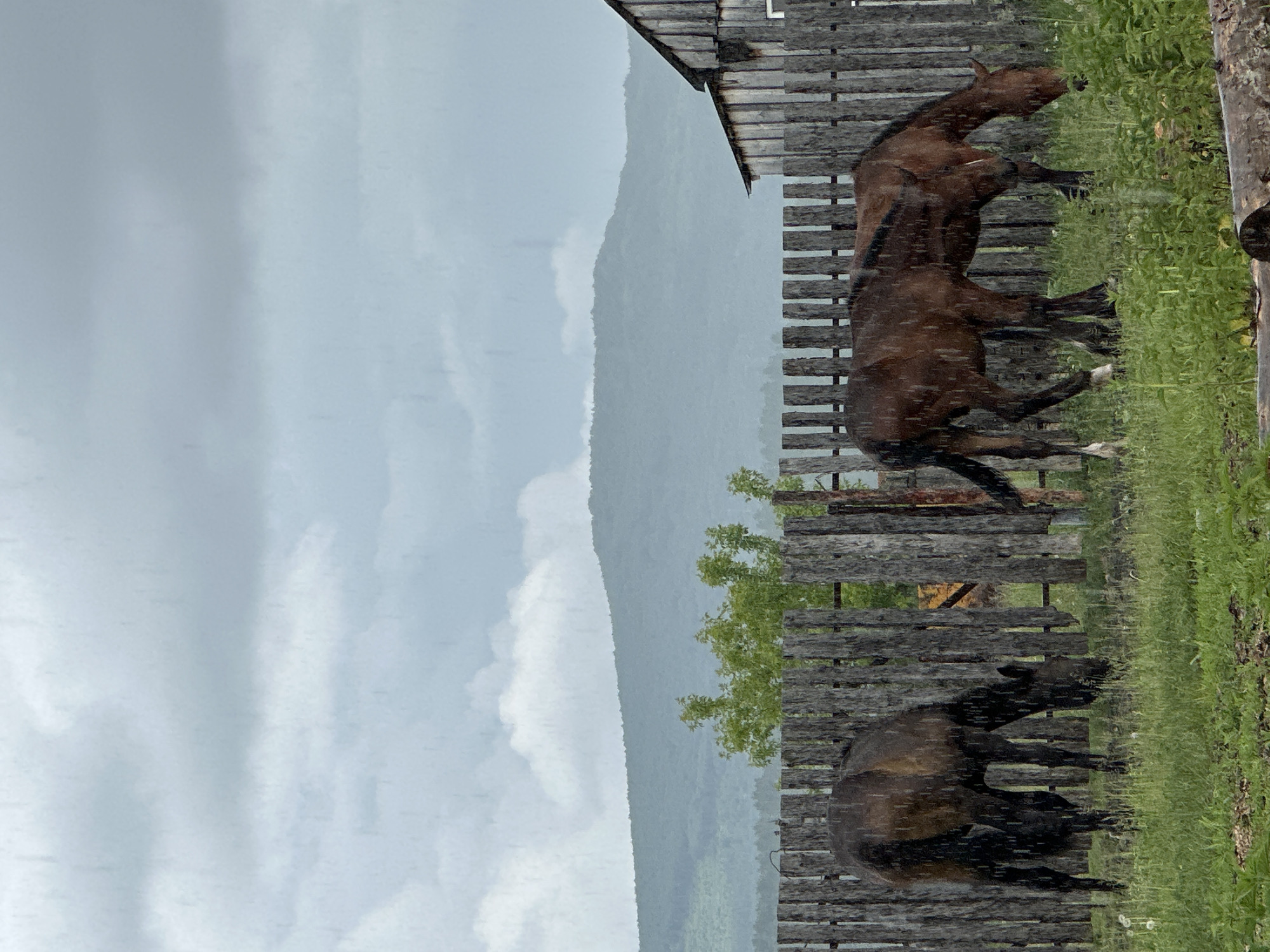 The image depicts two horses grazing in a fenced enclosure during rainfall. The horses, one dark brown and the other a lighter brown, are positioned in the foreground, with their heads lowered to the grass. The wooden fence, weathered and rustic, runs horizontally across the middle ground. Behind the fence, a lush green landscape with trees and distant, misty mountains under a cloudy sky completes the scene. The presence of rain is evident from the streaks of water visible on the horses and in the air. The location is the city of Abzakovo, Russia.