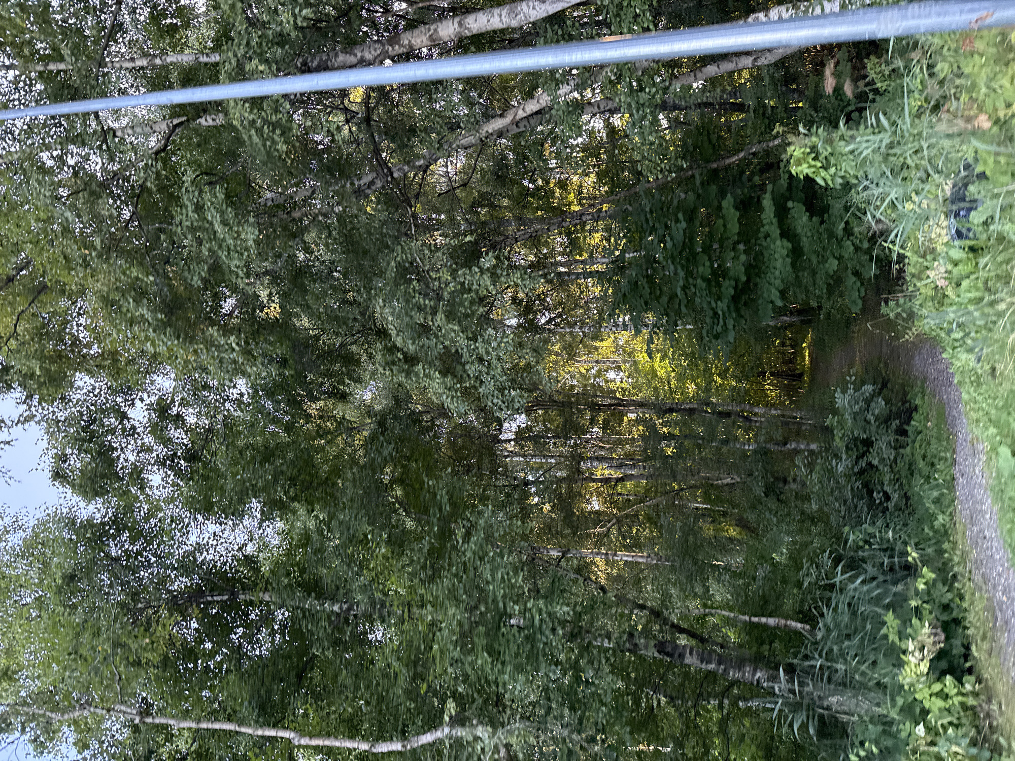 The image shows a pathway through a forest. The pathway is made of gravel and is surrounded by dense green foliage and trees. Sunlight filters through the leaves of the trees, creating dappled light on the path and forest floor. A metal pole, possibly a lamppost, is visible on the right side of the image. The scene is natural and serene. No people or animals are present. The overall impression is of a peaceful, wooded area within or on the outskirts of a city. The presence of a lamppost suggests it may be a managed public area, such as a park or trail.