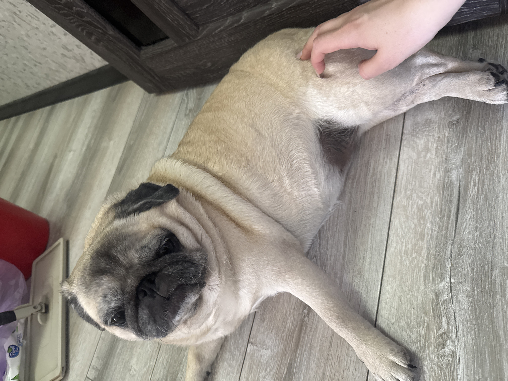 A pug dog lies on a wooden floor, its body partially obscured by a hand scratching its leg. The dog's face is turned towards the viewer, revealing its wrinkled snout and dark eyes. In the background, a red bucket and a mop with a purple bag are visible. The scene appears to be indoors, likely a residential setting, though its specific location in Bishkek City, Kyrgyzstan, cannot be determined from the image alone.