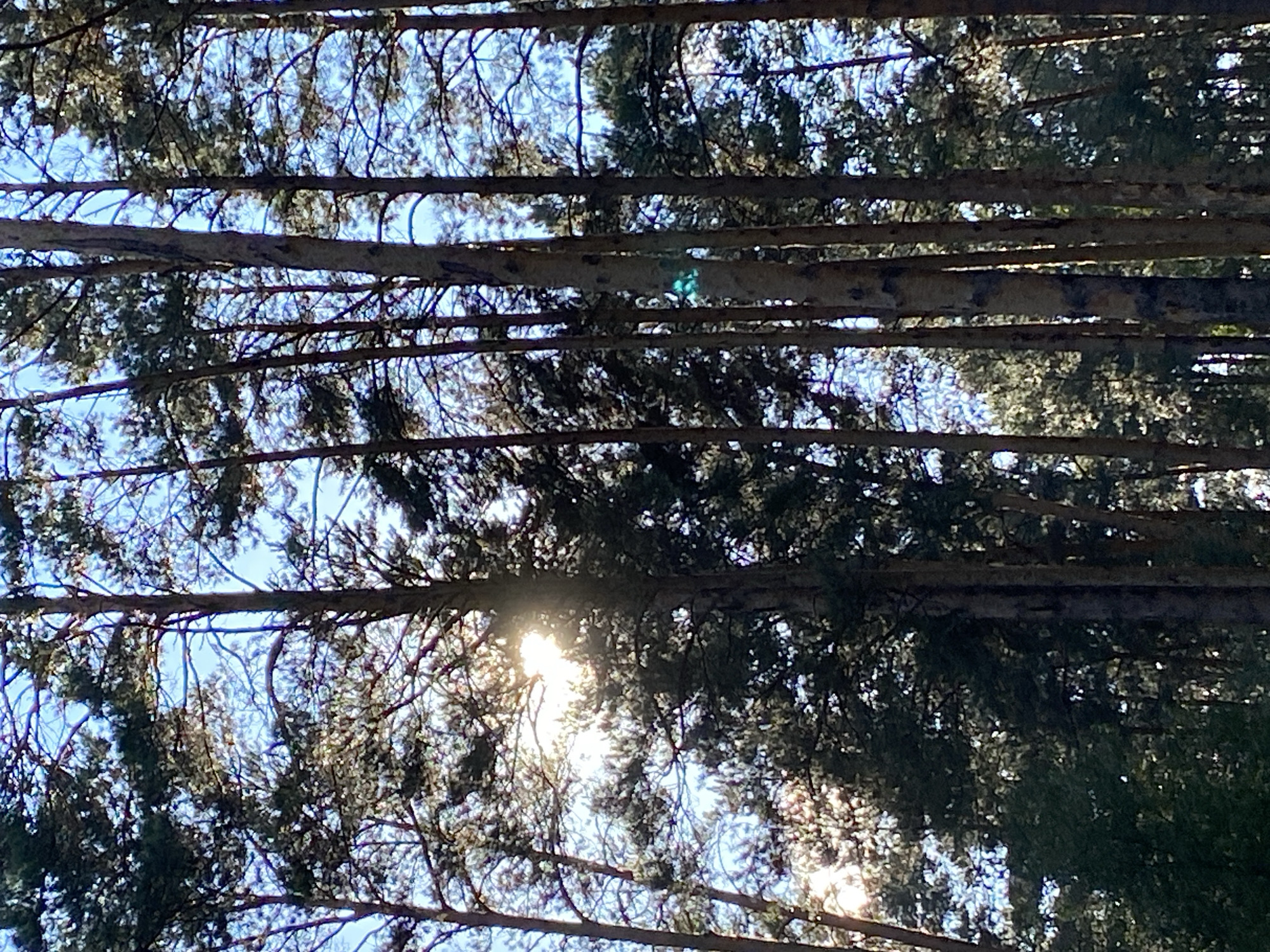 The image shows a dense forest with tall pine trees. The sun is shining through the branches, creating bright flares and dappled light. The sky is visible in patches between the trees, appearing clear and blue. The overall impression is of a natural, sunlit forest environment. There are no people or any man-made objects visible in the image, nor are there any explicit indications of the specific location in Pisanaya, Russia, beyond it being a forested area.
