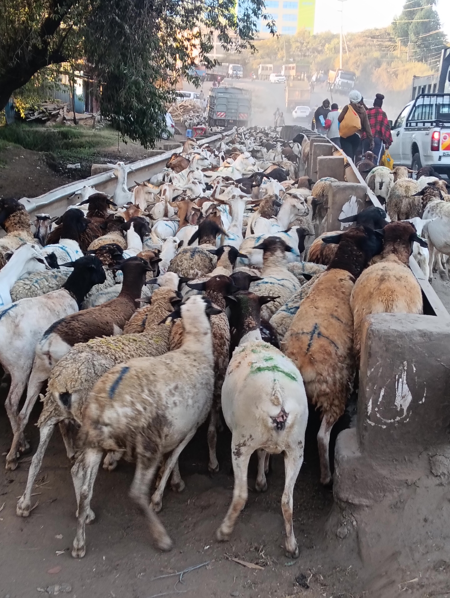 A large herd of sheep and goats are being driven down a dirt road in Keekonyokie ward, Kenya, causing traffic congestion. The animals, a mix of white, brown, and black, are tightly packed together, with some appearing to have blue or green markings on their wool. Several people are visible, guiding the herd. Among them, a person in a red and black plaid shirt carries a yellow bag, and another, further in the background, wears a white head covering. Vehicles, including trucks and a white pickup truck, are stopped on the road behind the livestock. The environment is dusty, with some trees and vegetation on the left and buildings in the distance. The overall scene depicts a rural or semi-urban setting experiencing a disruption due to the movement of livestock.