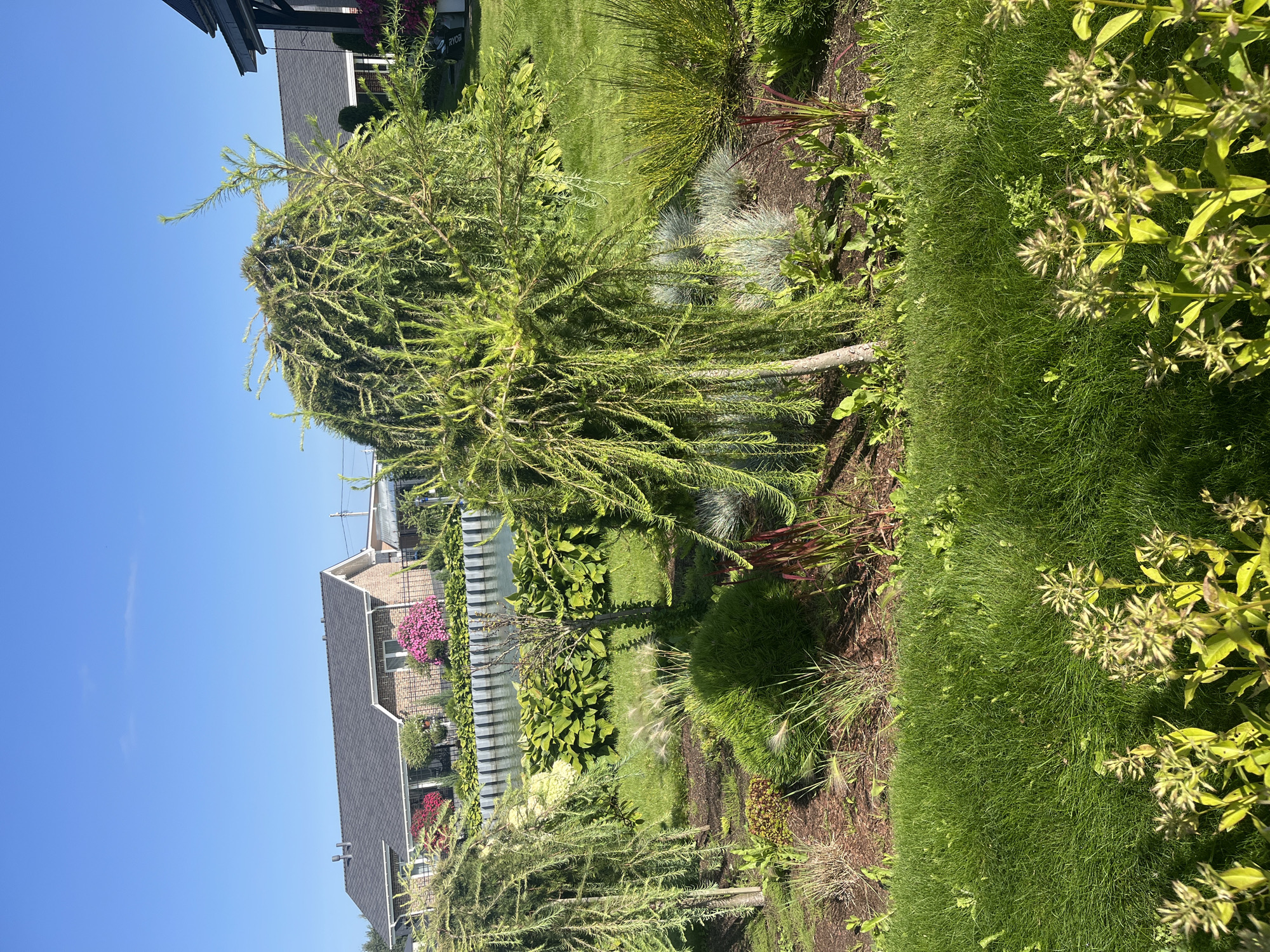 This image depicts a meticulously landscaped garden on a sunny day in Бабигонская долина, Russia. The foreground features lush green grass, with a cluster of delicate, spiky seed heads in the bottom right corner. Beyond the grass, a variety of plants are arranged, including weeping evergreen trees with their branches cascading downwards, ornamental grasses with feathery plumes, and small, dense bushes. In the middle ground, a body of water, possibly a pond or canal, is visible, bordered by a low wall and a dense row of large green hosta plants. In the background, a residential house with a dark grey shingled roof and brick exterior is situated behind a fence, with vibrant pink flowering bushes adding a splash of color to the scene. The sky is a clear, bright blue, indicating fair weather. The overall impression is one of a well-maintained and serene outdoor space.