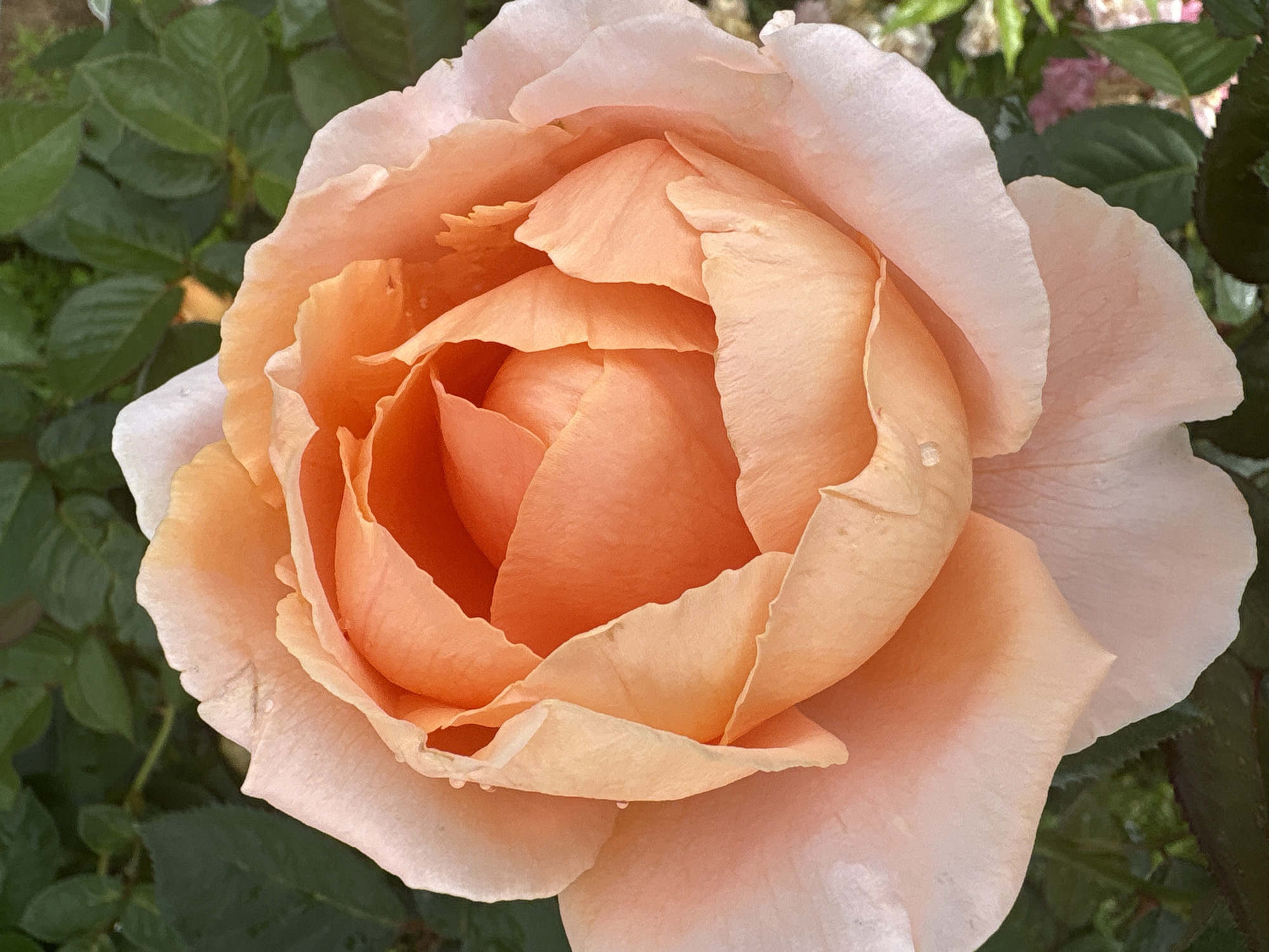 This is a close-up, high-angle, eye-level shot of a single, peach-colored rose in full bloom. The rose is the sole subject, with its intricate petals unfurling from a tightly wound center. The petals display a gradient of color, transitioning from a deep peach in the core to a lighter, almost blush pink at the outer edges. A few dew drops glisten on the surface of some petals, suggesting recent rain or morning dew.
The background is softly blurred, revealing dark green rose leaves and hints of other foliage, possibly other flowers in a garden setting. The lighting appears to be natural daylight, casting gentle shadows that highlight the texture and depth of the rose's petals. There are no people or text visible in the image. The overall mood conveyed is one of natural beauty, tranquility, and delicate perfection. The focus is entirely on the exquisite form and color of the rose.