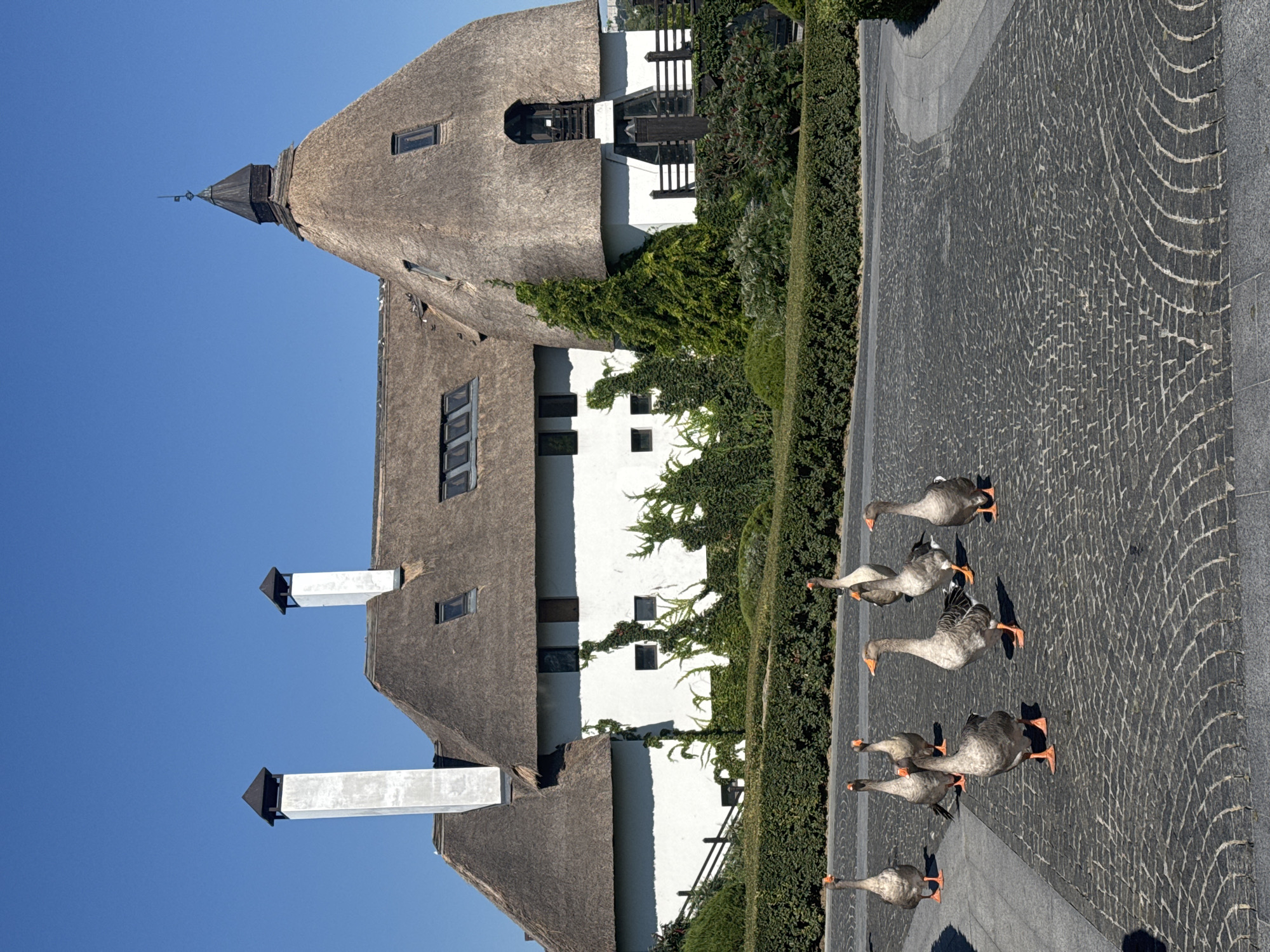 A flock of seven gray geese walks on a cobblestone pathway in front of a large building with a thatched roof. The building has white walls and multiple chimneys. Lush green bushes and trees surround the structure. The sky is clear and blue. The scene appears to be set in the city of Dnipro, Ukraine.