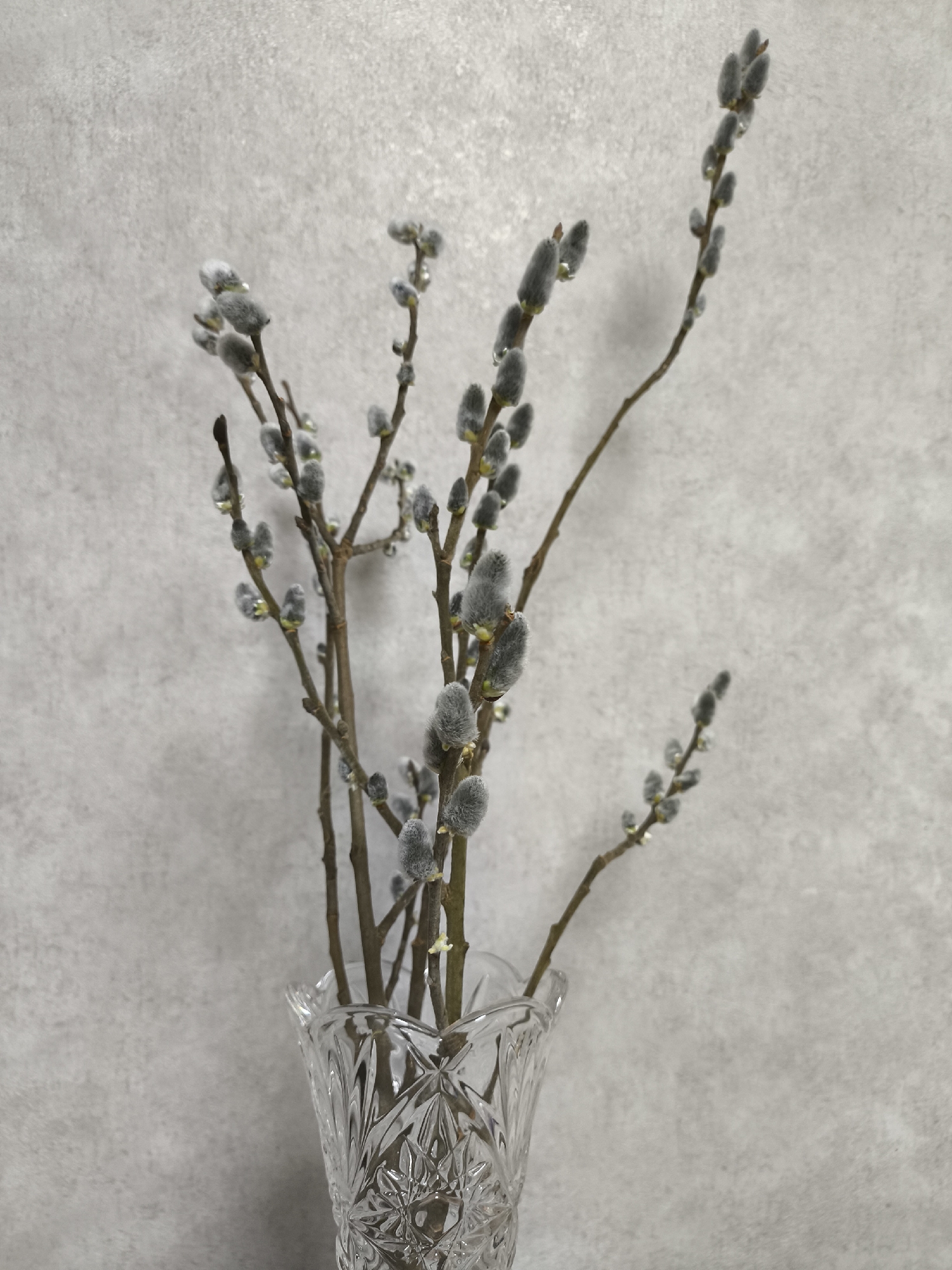 A bunch of pussy willow branches are arranged in a clear, cut-glass vase. The vase is placed against a mottled, neutral gray backdrop. The branches have fuzzy, gray buds. The photo was taken indoors, but the specific location in Khimki, Russia, cannot be determined from the image. There are no people visible.