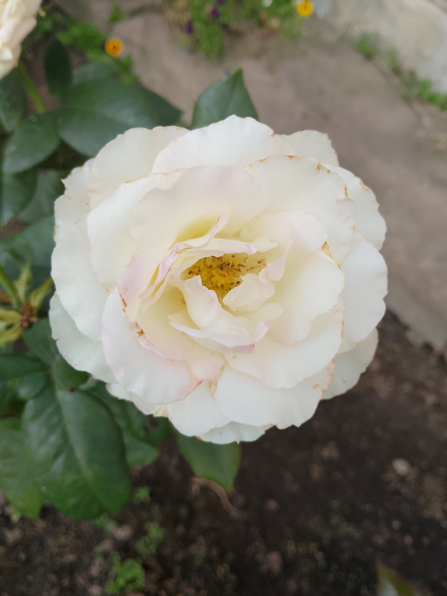 A close-up, overhead shot captures a creamy white rose in full bloom. The rose's petals are layered and slightly ruffled, with delicate hints of pink and brown along the edges. The center of the rose reveals yellow stamens. The flower is set against a backdrop of dark green leaves and loamy soil. In the upper background, a blurred path and glimpses of small, colorful flowers are visible.