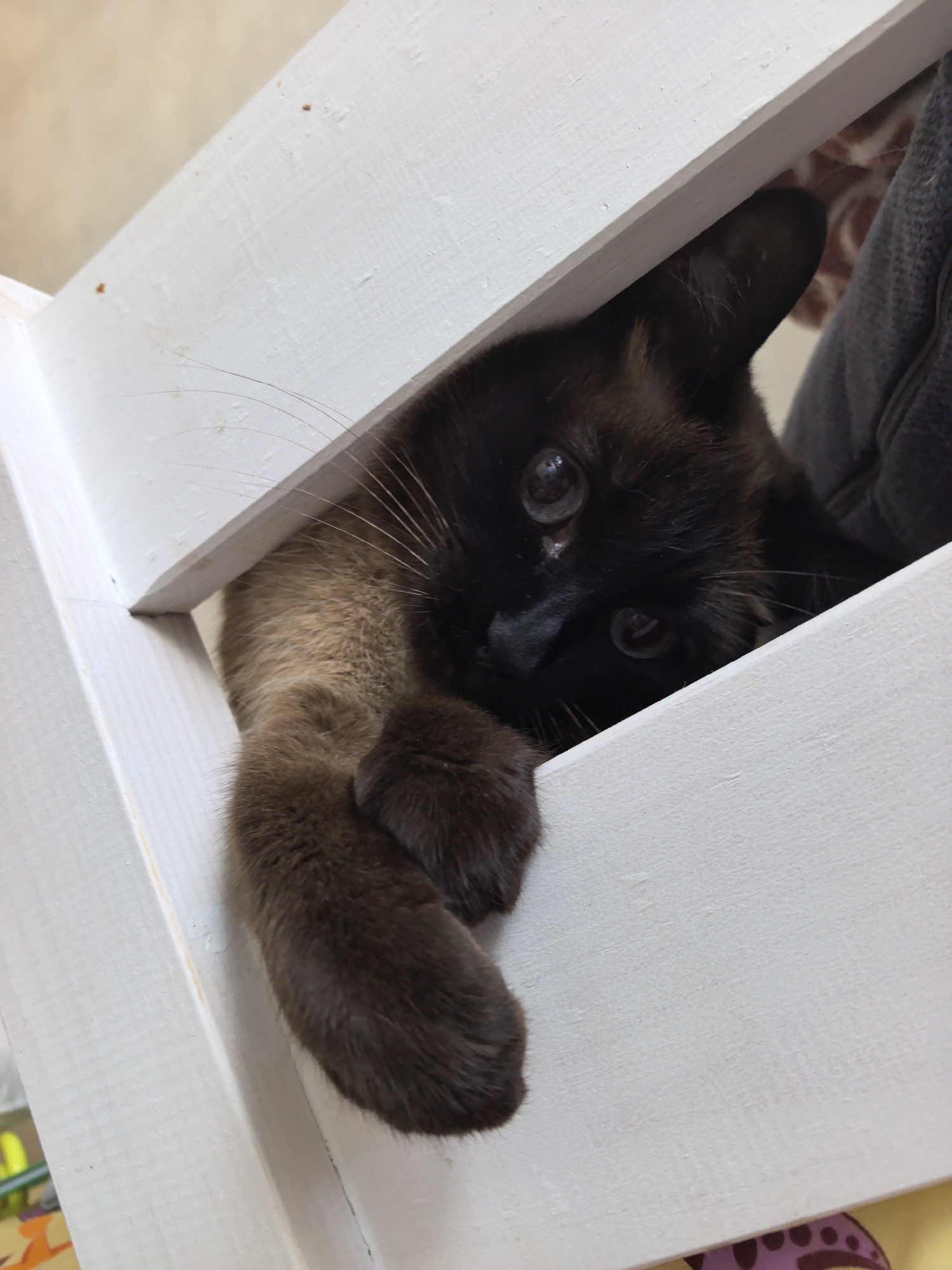 A domestic shorthair cat with dark brown and tan fur is lying down, peeking through a gap in a white wooden structure. The cat's head is visible, with large, expressive eyes and whiskers. One of its paws is extended and resting on the lower wooden beam. The background is blurred, suggesting an indoor environment. The overall impression is of a curious or playful cat. The image does not contain any information to suggest it is located in the city of Фролы, Russia.