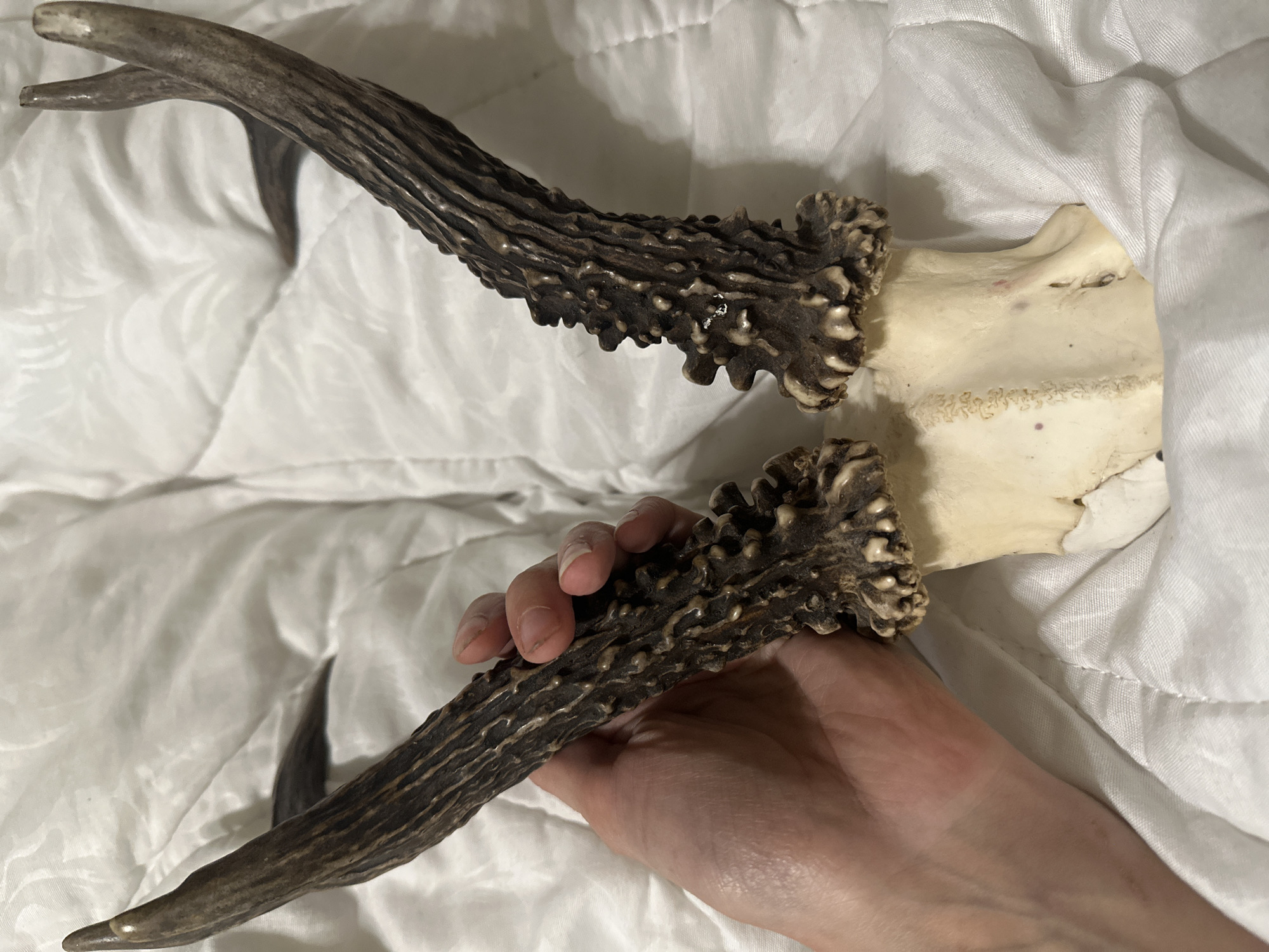 Two antlers are held in a person's hand against a white, quilted surface. The antlers are dark brown and textured with ridges and knobs. The base of the antlers is attached to a portion of a skull, which is off-white and shows some bone texture and markings. The person's fingers are visible holding one of the antlers. The lighting is soft, casting faint shadows. There is no indication of the location in Togliatti, Russia.