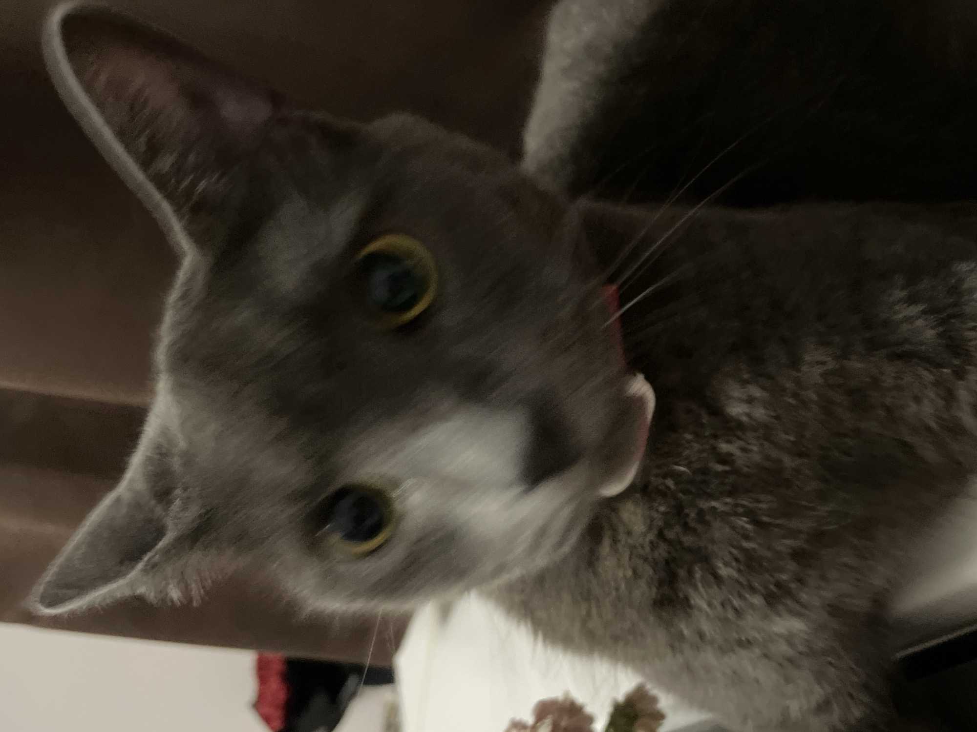 The image shows a close-up of a gray cat with yellow eyes. The cat is looking directly at the camera with its ears perked up. It appears to be wearing a pink collar. The background is blurred and consists of brown curtains. There is a hint of a white surface and a small pink object in the lower left corner, possibly a flower. The lighting is dim, suggesting an indoor environment. There is no identifiable location within the city of Sochi, Russia.
