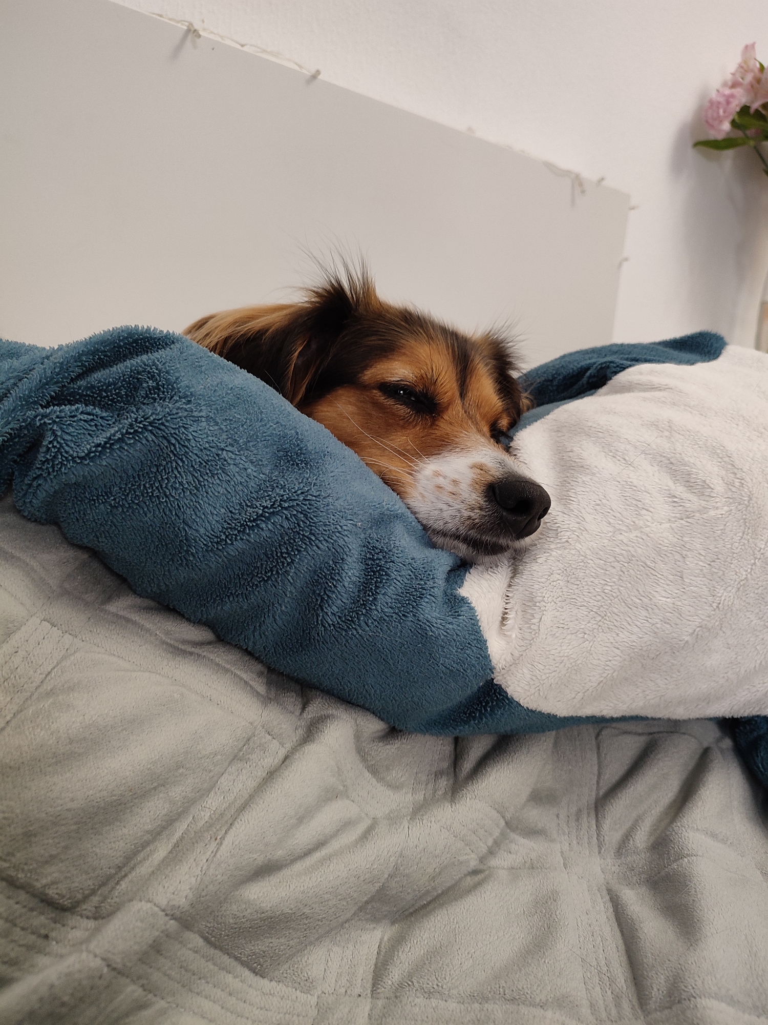 In the city of Murino, Russia, a domestic dog with brown and white fur is resting on a bed. The dog is partially covered by blue and white plush blankets, with its head nestled on a pillow. The background consists of a white wall with a string of small lights and a vase with pink flowers on the right side of the image. The beddings are soft and textured, creating a cozy and comfortable atmosphere.
