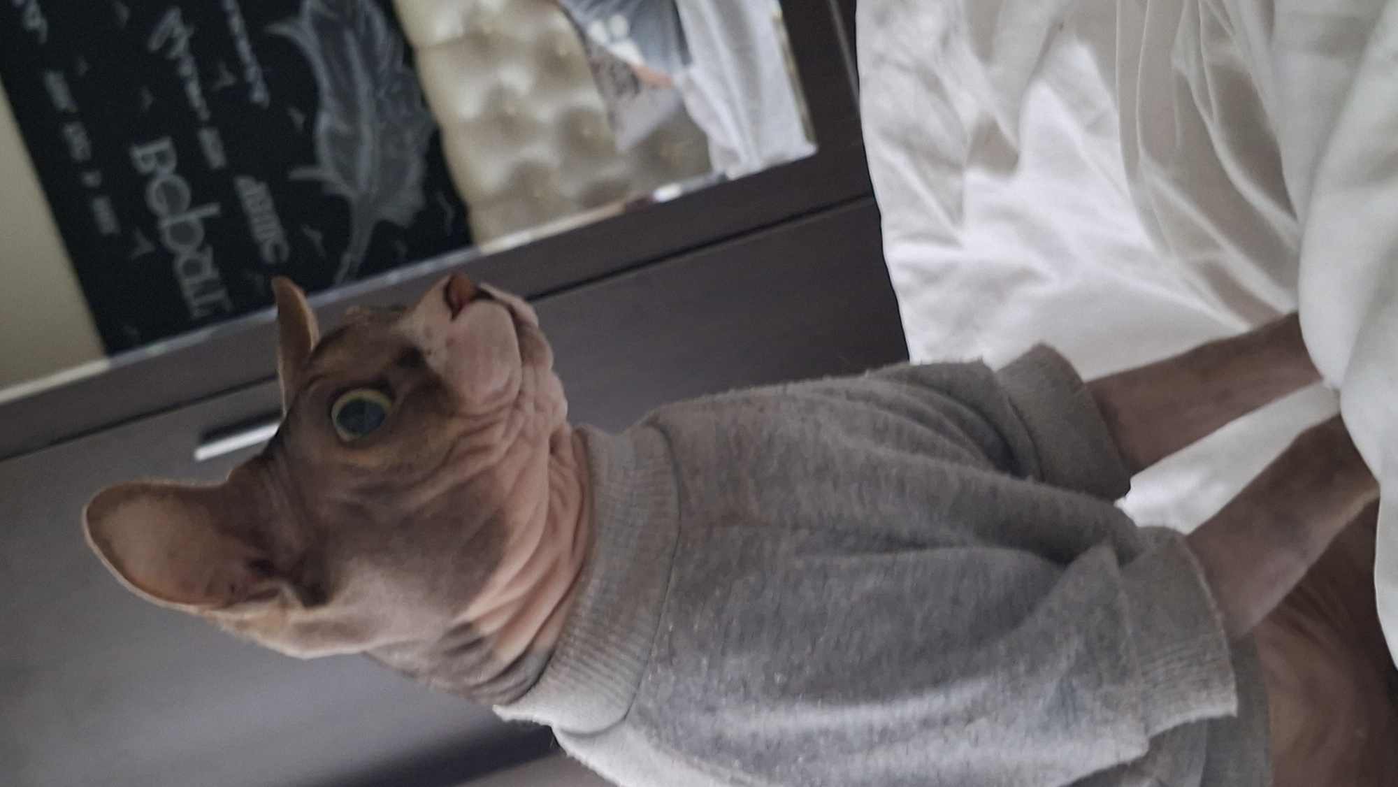 A bald cat with a gray sweater sits on a white bed. The cat's ears are large and pointed, and its eyes are green. The cat is looking to the right, with its head turned. In the background, there is a dark brown closet and a mirror. The mirror reflects a person's head and shoulders, as well as part of the bed. The cat is in the city of Myadzyel, Belarus.