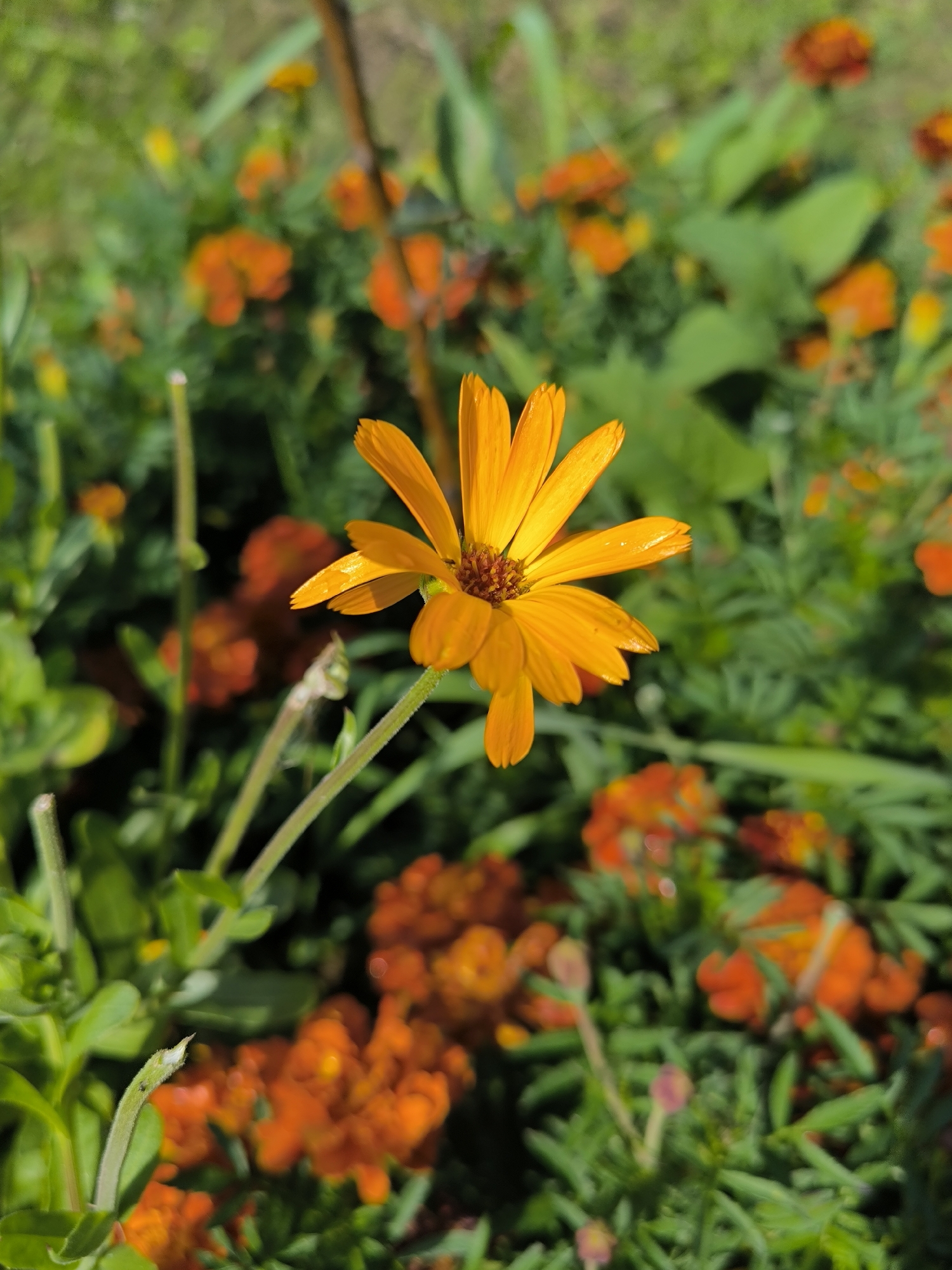 The image depicts a close-up, eye-level, natural light photograph of an orange daisy-like flower. The flower is in focus and centrally positioned, showcasing its delicate petals and textured center. The background is blurred, revealing a garden setting with more orange flowers, green foliage, and hints of bright sunlight. The environment appears to be outdoors, possibly a garden or park. There are no people or animals visible in the image. The overall scene suggests a peaceful, natural setting. The image does not provide any information about the location in the city of Maiskii, Russia.