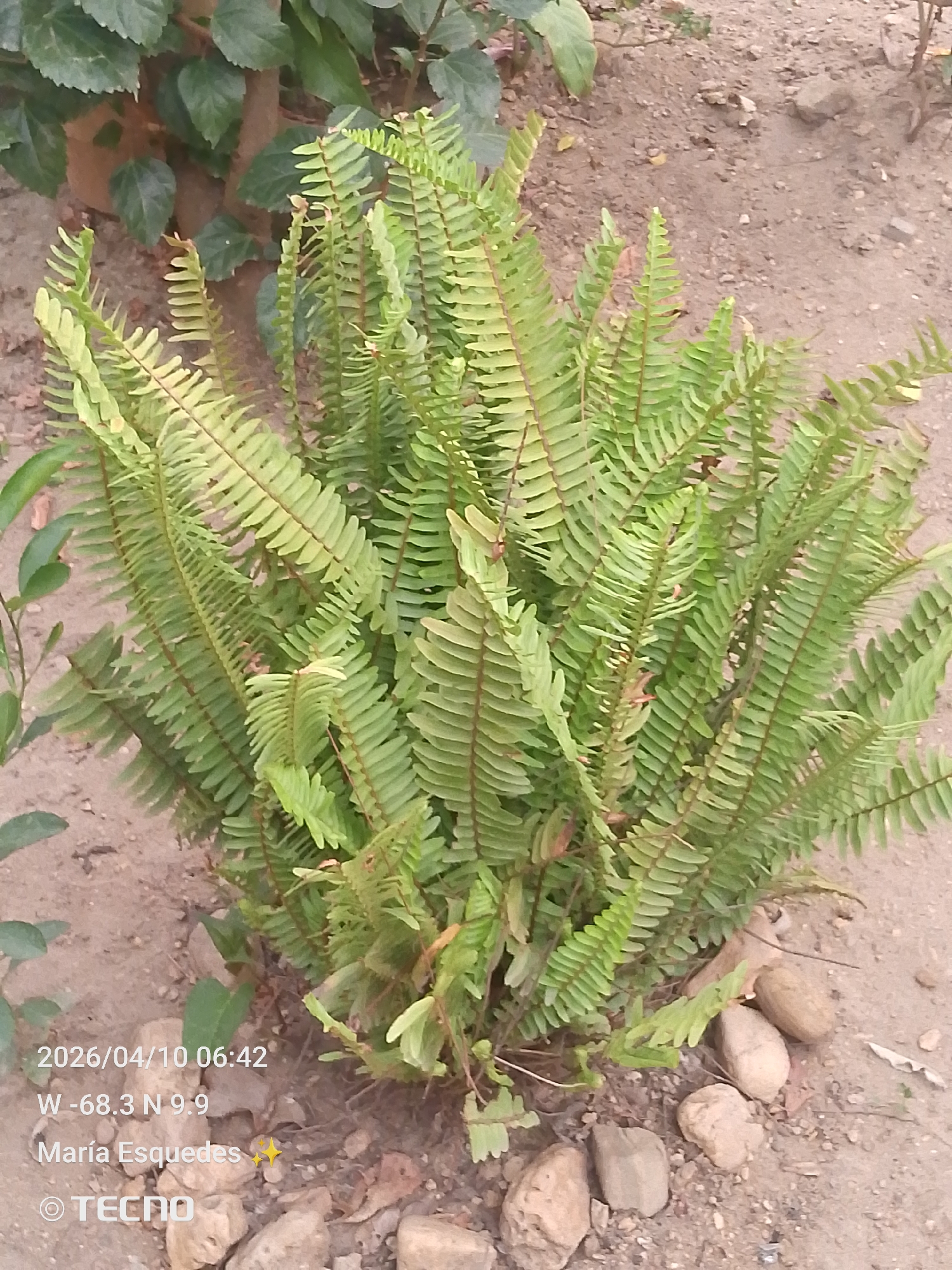 A medium shot outdoors captures a green fern plant surrounded by light brown soil and small rocks. The fern is centered in the frame, with its fronds reaching outwards in various directions. The background is filled with more soil and some indistinct green foliage. In the lower left corner of the image, there is overlaid text indicating the date, time, location (implied to be within the specified coordinates in Tinaquillo, Venezuela), and photographer's name. "Tecno" is also visible, likely indicating the camera used.
