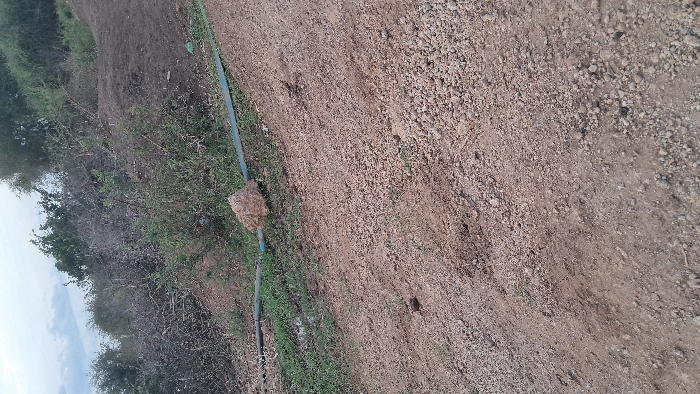 This image depicts a sloped, unpaved area in Walu, Kenya, characterized by dry, reddish-brown soil mixed with gravel and small stones. The foreground shows the upward-sloping ground with scattered patches of sparse green vegetation. Approximately one-third up from the bottom, two dark-colored pipes or hoses, one thicker and one thinner, run horizontally across the slope, partially obscured by a large, light brown, irregularly shaped rock positioned above them. Behind these objects, a strip of greener, more consistent grass is visible, suggesting moisture accumulation. The upper half and background of the image feature dense, dry-looking shrubbery and bushes, with some patches of bare earth visible between them. The sky, partially visible at the top left, appears overcast or hazy. No individuals, animals, or structures are present.