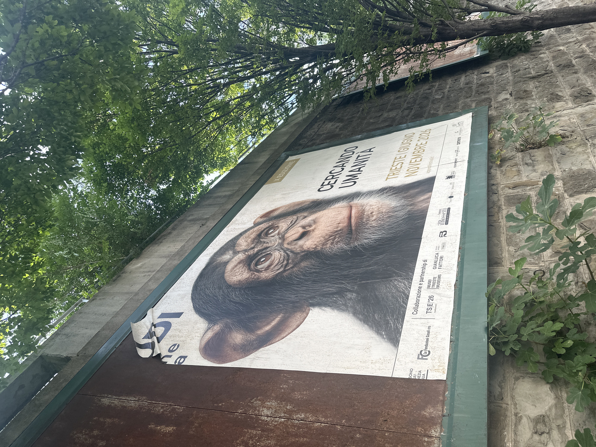 The image shows a large poster on a textured, rusty metal surface, mounted on a stone wall in Trieste, Italy. The poster features a close-up of a chimpanzee's face. Text on the poster reads "CERCANDO UMANITA" (Searching for Humanity) and "TRIESTE I GIUGNO NOVEMBRE 2026" (Trieste June November 2026). Below this, there are logos and text indicating "Collaborazione e partnership di" (Collaboration and partnership of) followed by various names and affiliations, including "TSE'26", "MUSEI TRIESTE MUSEUMS", "GIANLUCA FATTORI", and others. A portion of the poster at the top left is torn and peeling. Green foliage from trees is visible above and to the right of the poster. Green trim runs along the bottom edge of the poster.